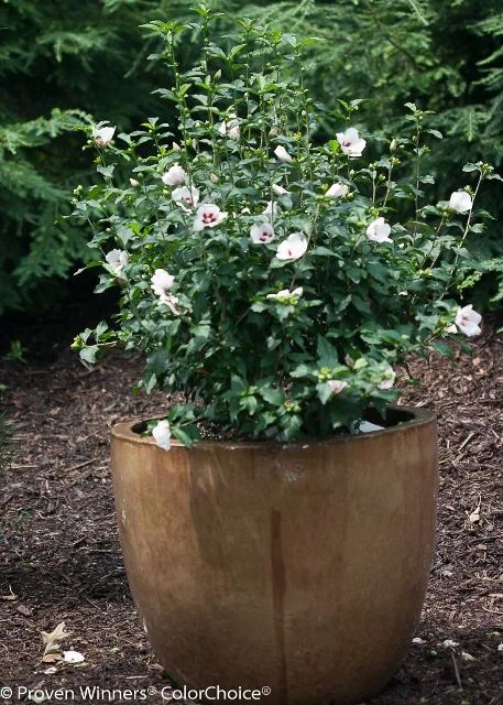 Lil' Kim® Rose of Sharon (Hibiscus syriacus 'Antong Two'), a compact shrub with light pink flowers and dark green foliage, growing in a large brown container, demonstrating mature landscape size and flowering habit.