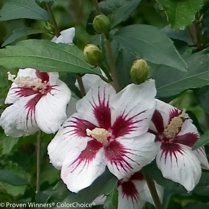 Lil' Kim® Rose of Sharon (Hibiscus syriacus 'Antong Two') displaying white petals with deep burgundy veining and throat, multiple blooms open with pale yellow stamens visible, unopened buds above, demonstrating the plant's compact flowering habit and distinctive petal markings.