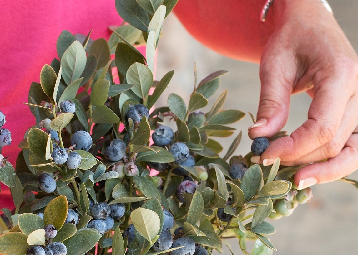 Bountiful Blue® Blueberry, Vaccinium corymbosum 'FLX-2' PP #19,381