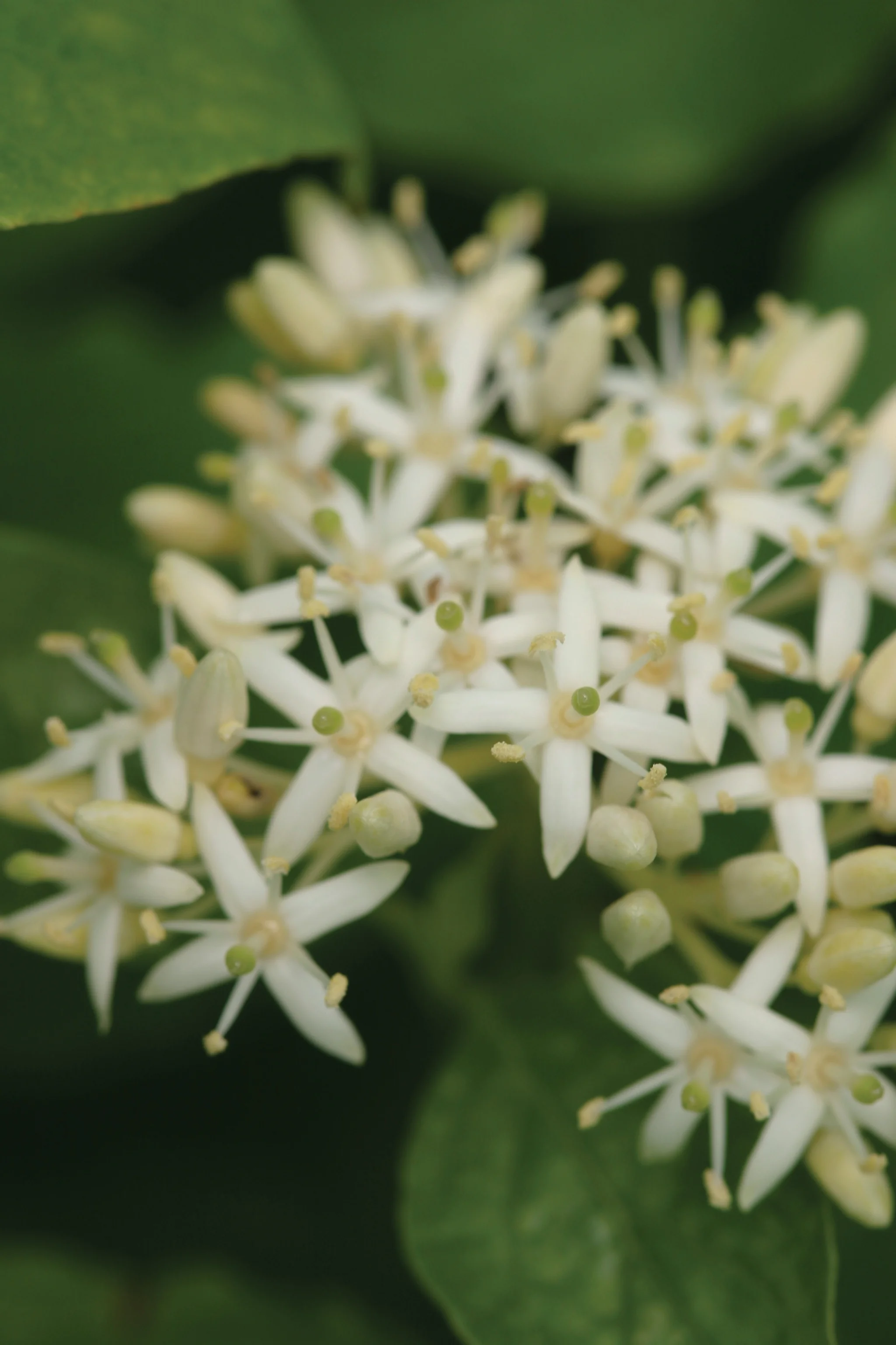 Close-up of Arctic Sun® Red Twig Dogwood (Cornus sanguinea 'Cato') displaying delicate white star-shaped flowers with pale yellow centers and green buds clustered together, showing the plant's springtime blooms against blurred green foliage.
