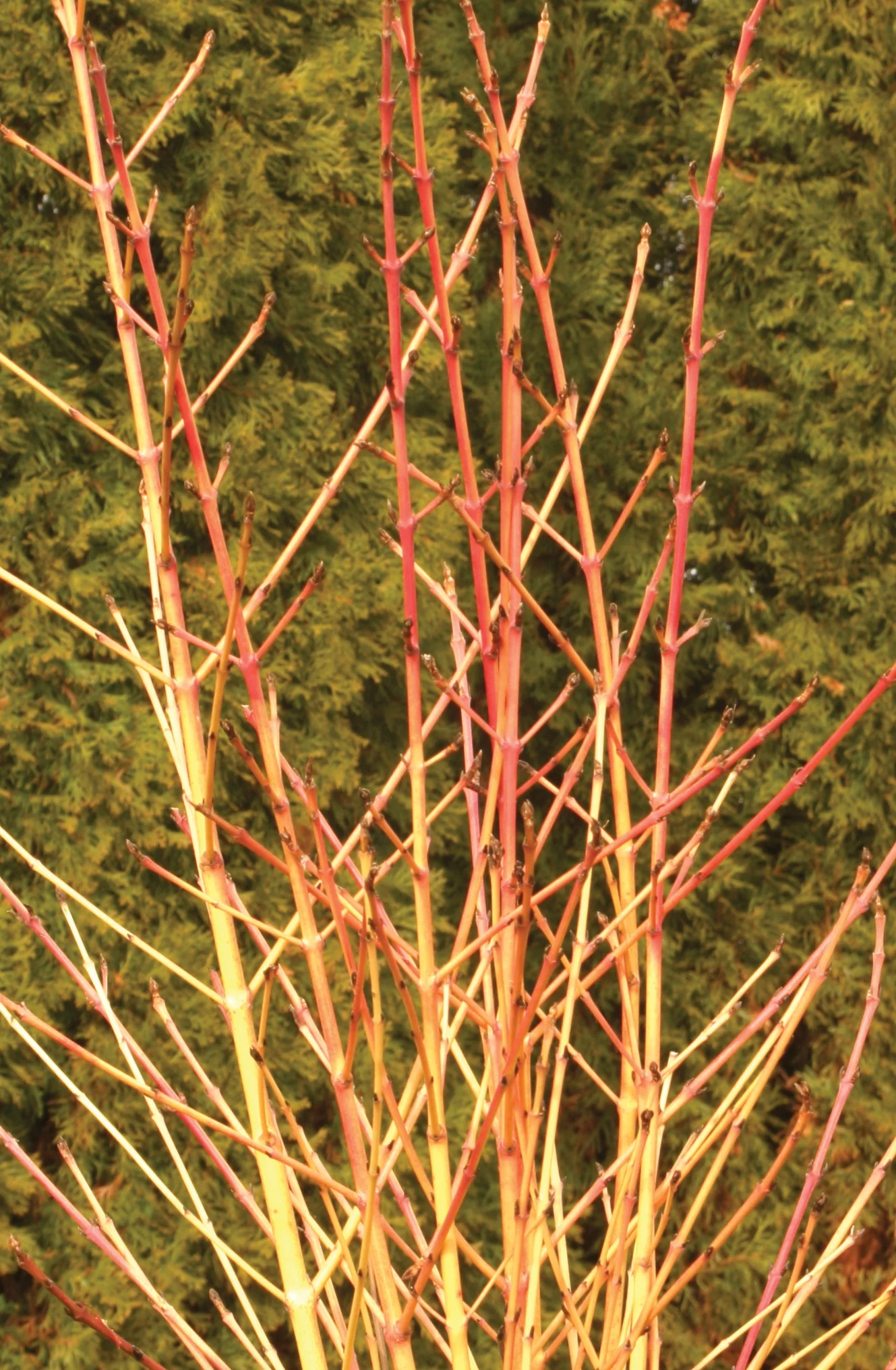 Arctic Sun® Red Twig Dogwood (Cornus sanguinea 'Cato') displaying vibrant red and golden-yellow stems in winter, with upright branching structure against evergreen background, showing mature seasonal color.
