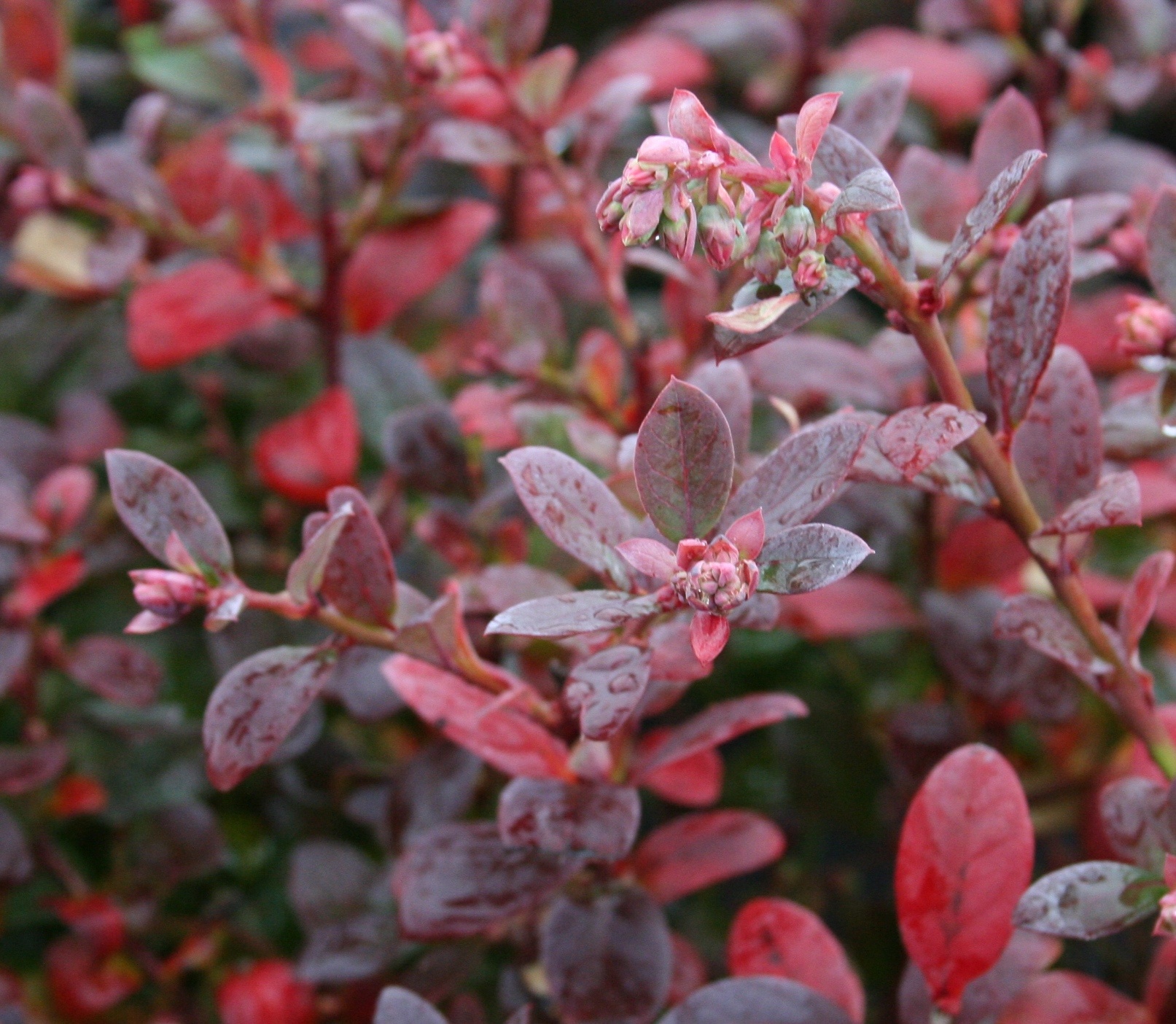 Bountiful Blue® Blueberry, Vaccinium corymbosum 'FLX-2' PP #19,381