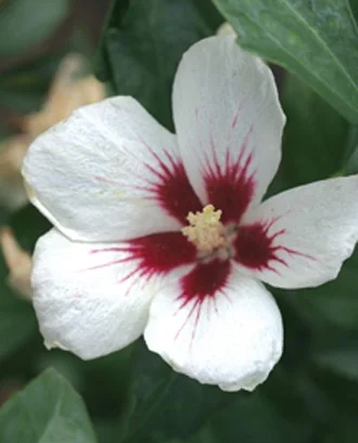 Close-up of Lil' Kim® Rose of Sharon flower showing pure white petals with deep burgundy-red center and stamens, displaying the compact bloom form characteristic of this Hibiscus syriacus variety.