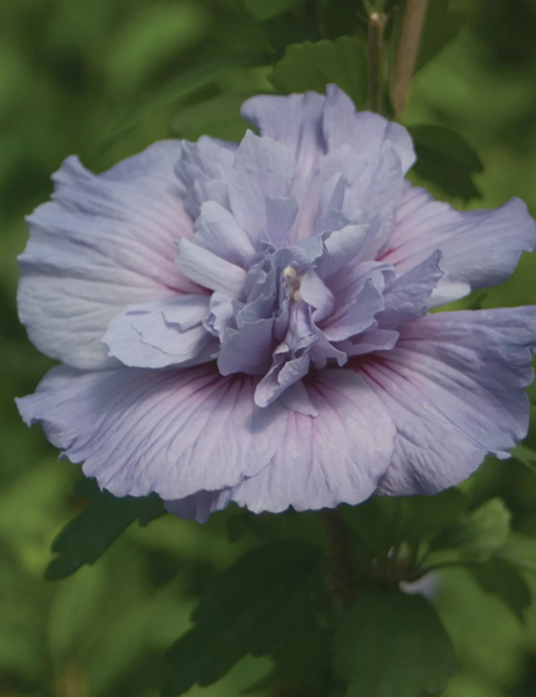 Close-up of a fully double lavender-blue flower with ruffled petals and pink-tinged inner petals of Blue Chiffon® Rose of Sharon (Hibiscus syriacus 'Notwoodthree'), surrounded by green foliage, showing the bloom's full double form.