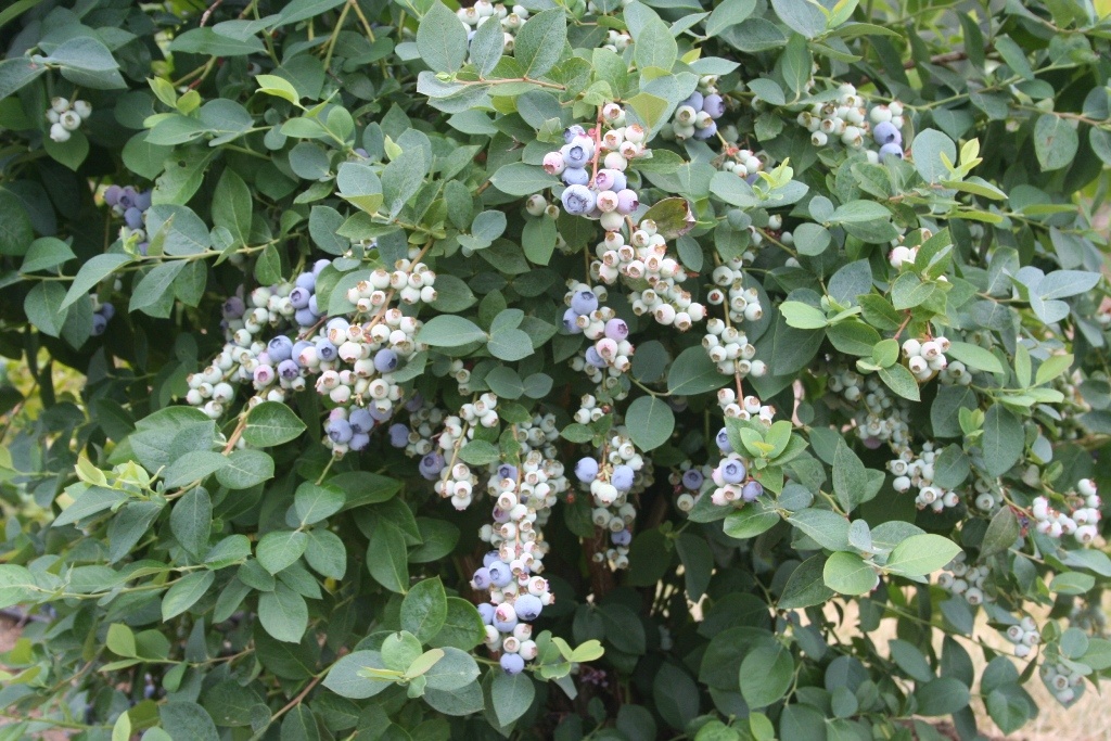 Bountiful Blue® Blueberry, Vaccinium corymbosum 'FLX-2' PP #19,381