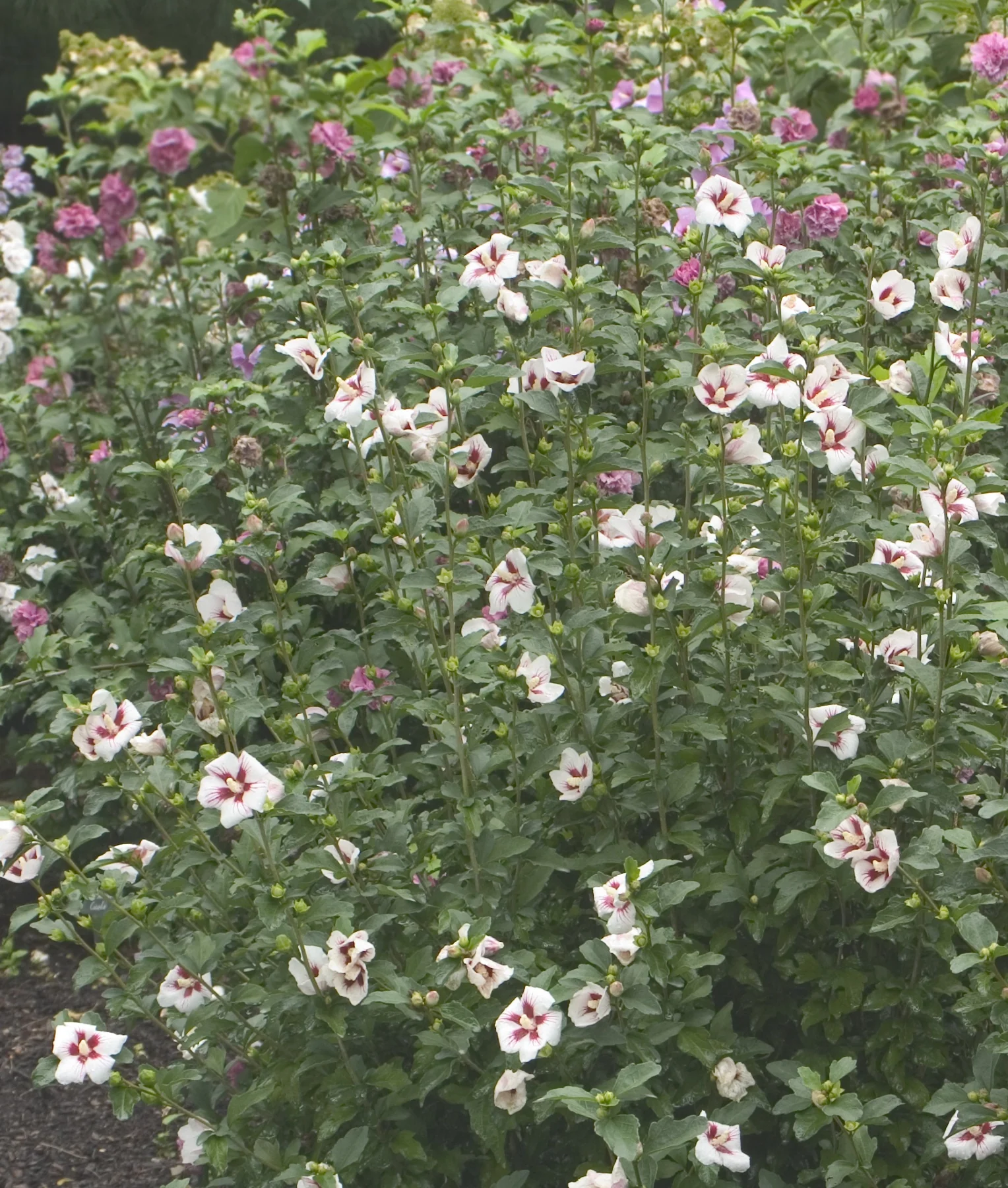 Lil' Kim® Rose of Sharon (Hibiscus syriacus 'Antong Two') blooming in a garden bed, displaying white flowers with deep red-burgundy centers and pink veining, surrounded by green foliage and magenta blooms in the background, demonstrating the plant's full flowering habit in a landscape setting.