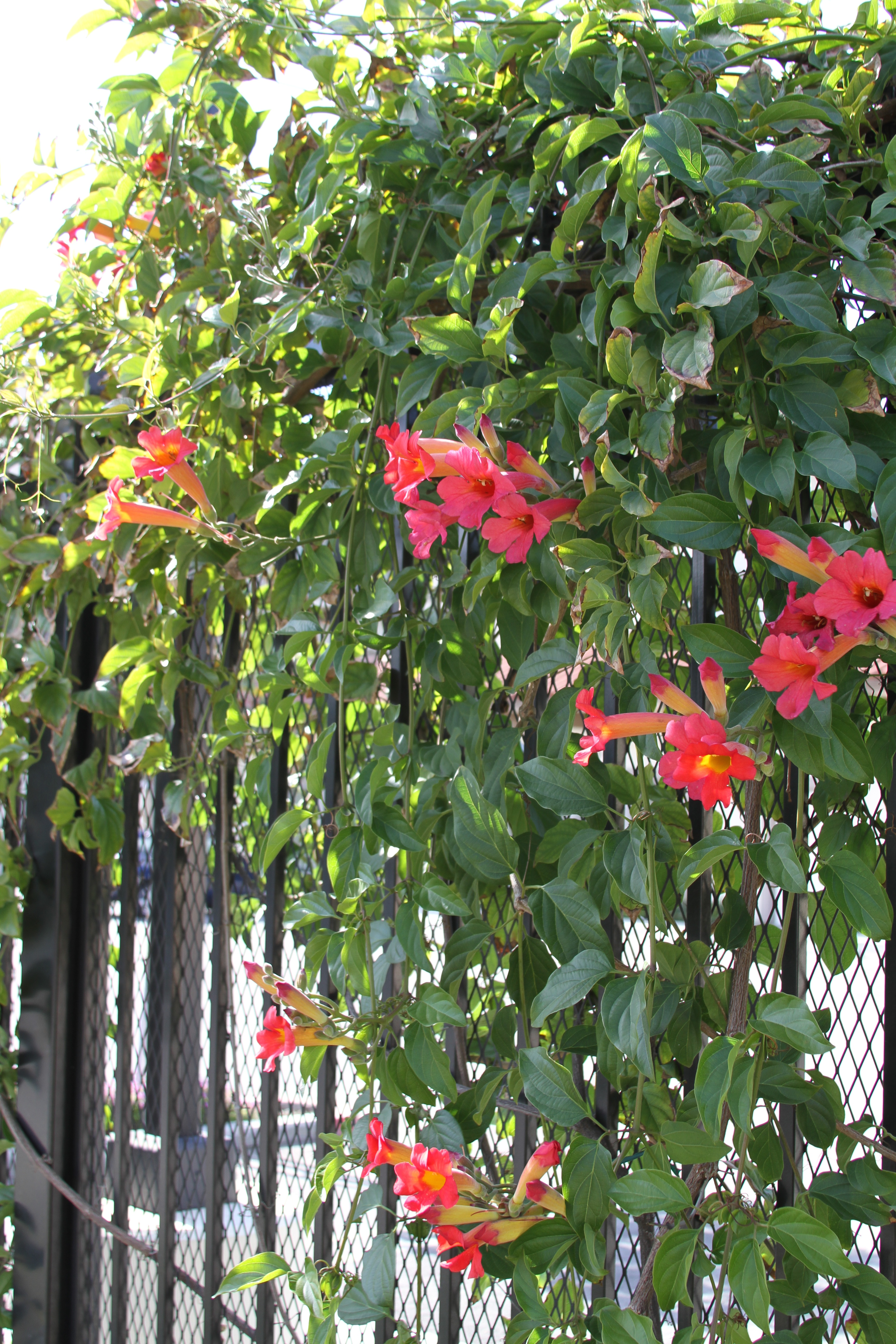 チランジア パチャラ レッドベルベット スカーレットレッドビューティー Scarlet Trumpet Vine, Distictis buccinatoria, Monrovia Plant