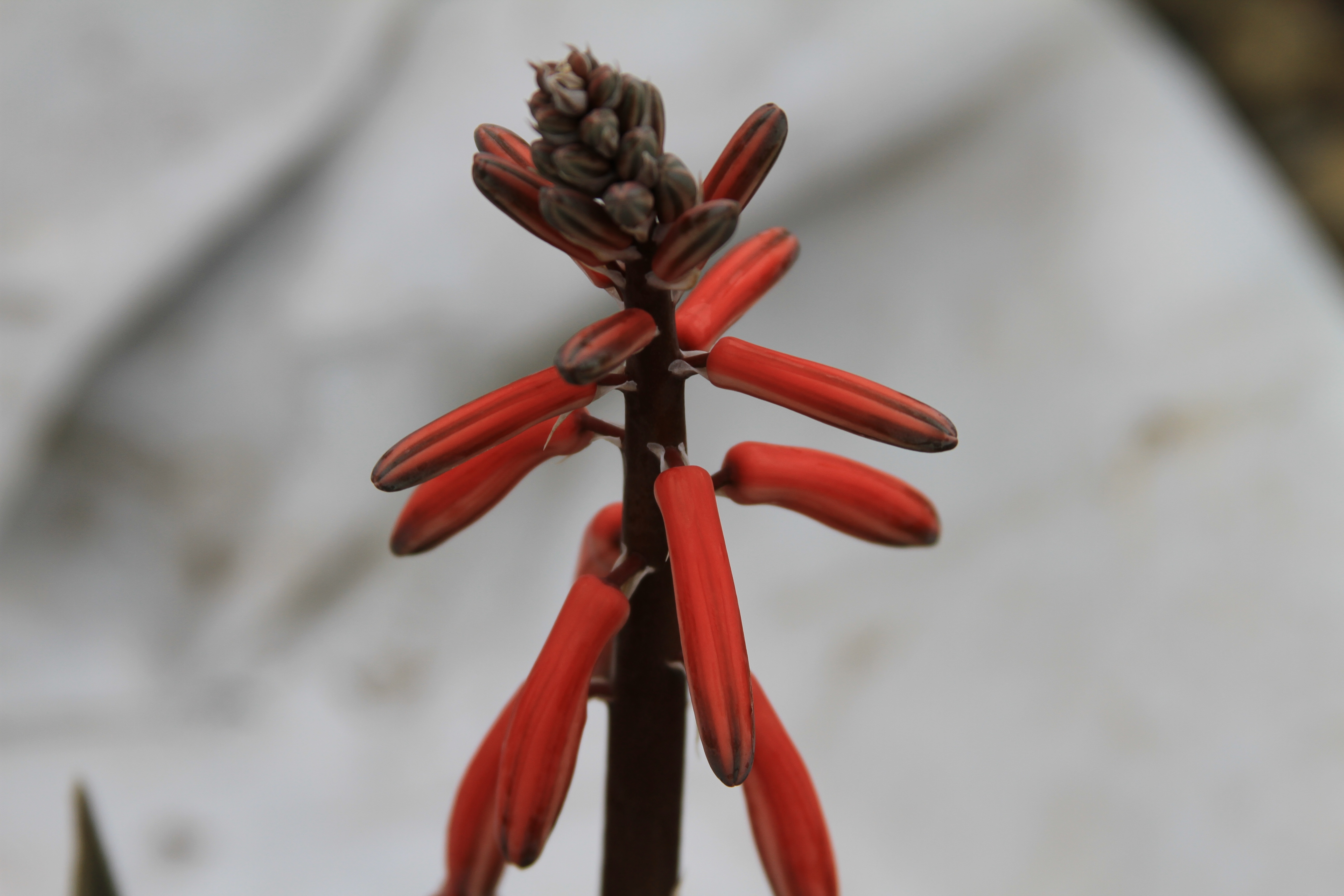 Tiger Aloe, Aloe variegata, Monrovia Plant