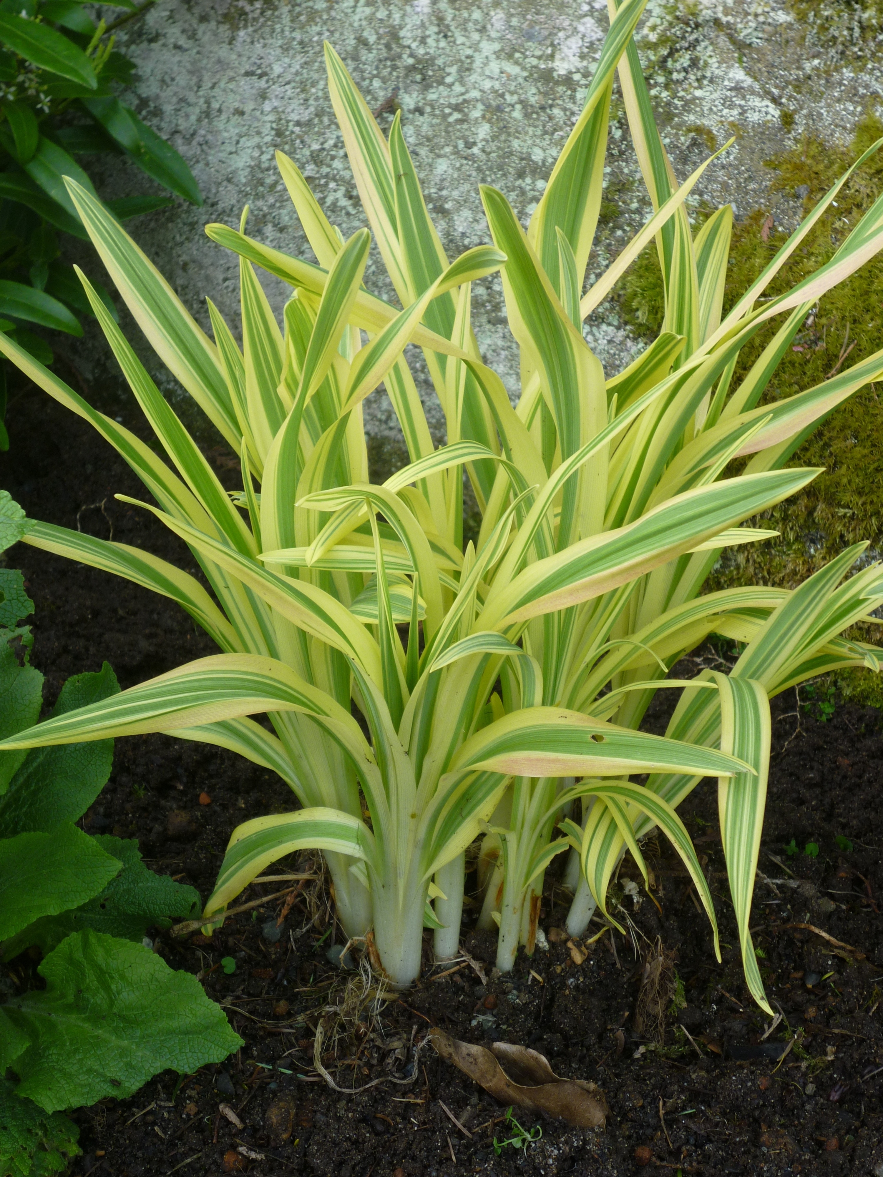ERMOGENE MIRAGLIA（エルモジェネ　ミラジリア） Golden Zebra® Daylily, Hemerocallis x 'Malja', Monrovia Plant