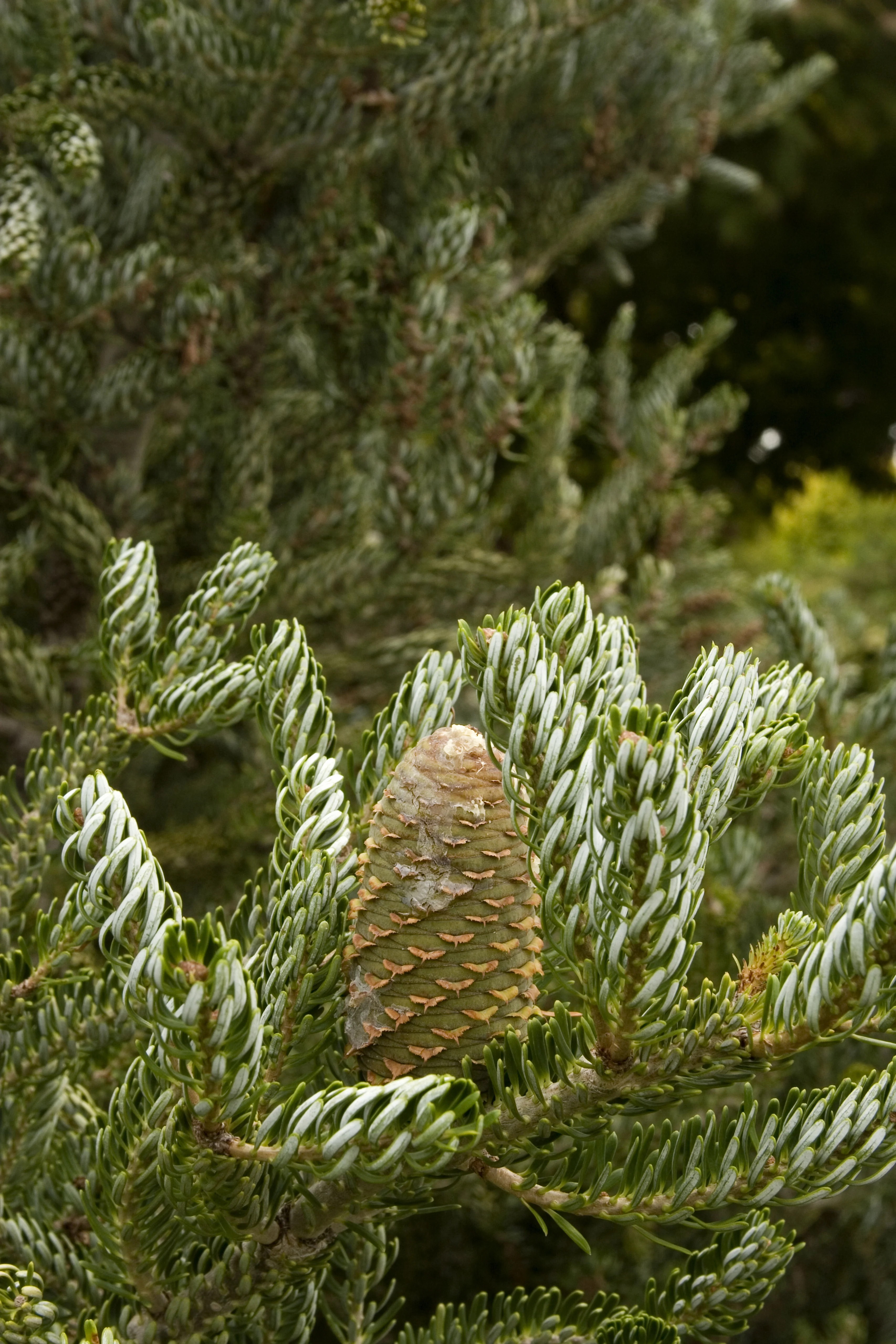Close-up of Horstmann's Silberlocke Korean Fir (Abies koreana 'Horstmann's Silberlocke') showing upright, silvery-white needle undersides and a prominent brown cone surrounded by dense, spiraling green foliage, demonstrating the distinctive ornamental cone and needle characteristics.