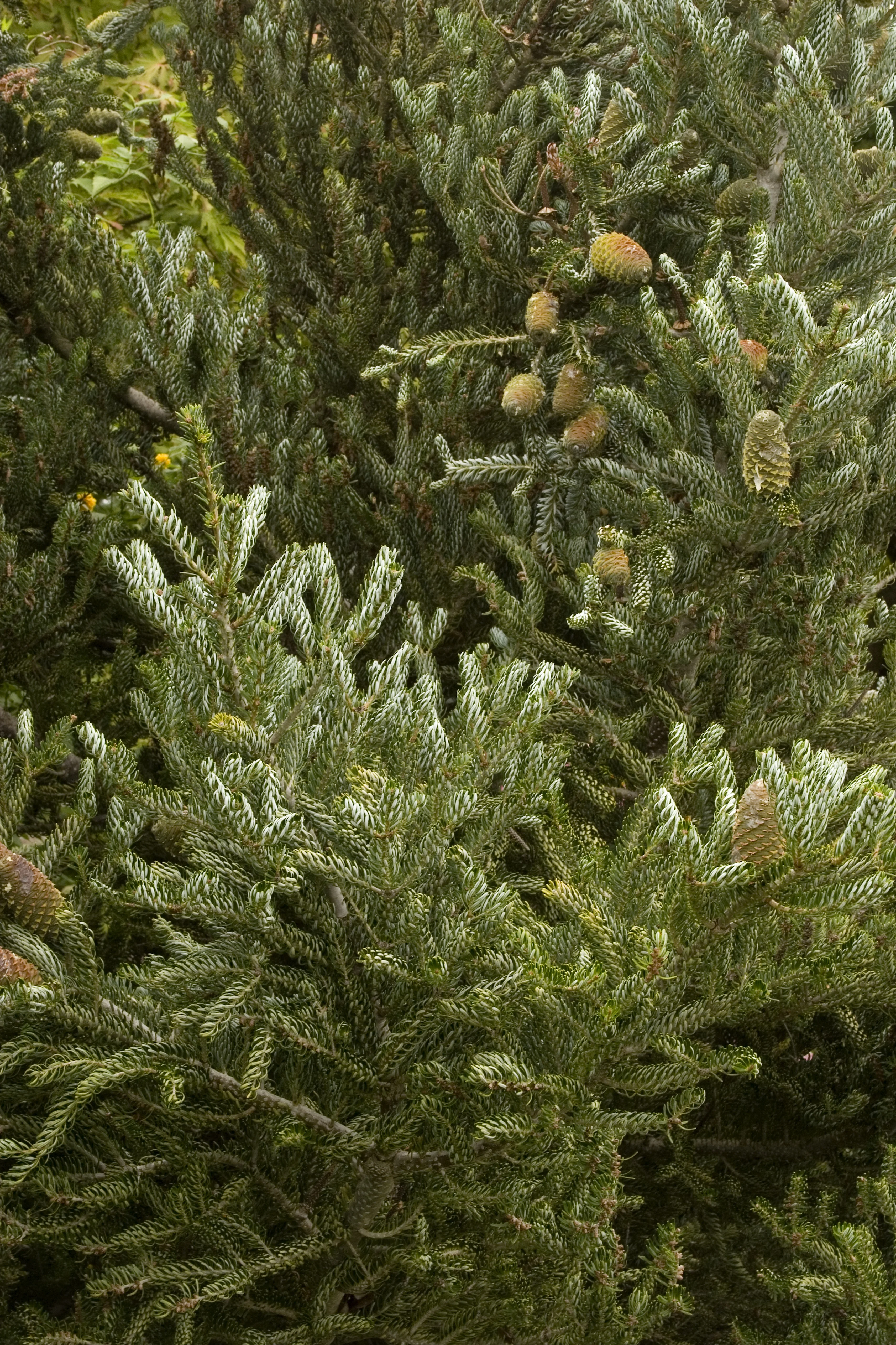 Close-up of Horstmann's Silberlocke Korean Fir (Abies koreana 'Horstmann's Silberlocke') showing silvery-white needle undersides on upright branches and developing golden-brown cones, displaying the cultivar's distinctive ornamental foliage and fruiting characteristics.