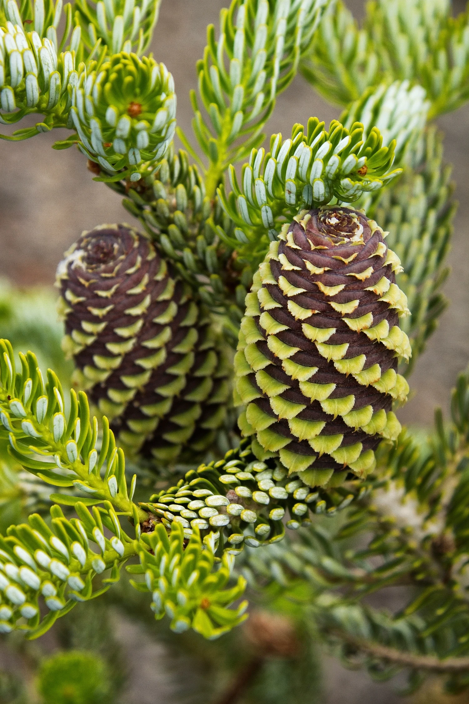Close-up of Abies koreana 'Horstmann's Silberlocke' Korean Fir showing dense needle clusters with white undersides and distinctive purple-brown cones with yellow-green scales, demonstrating the striking two-toned foliage and cone coloring.