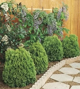 Westmont Chinese Arborvitae, Thuja orientalis 'Westmont', Monrovia