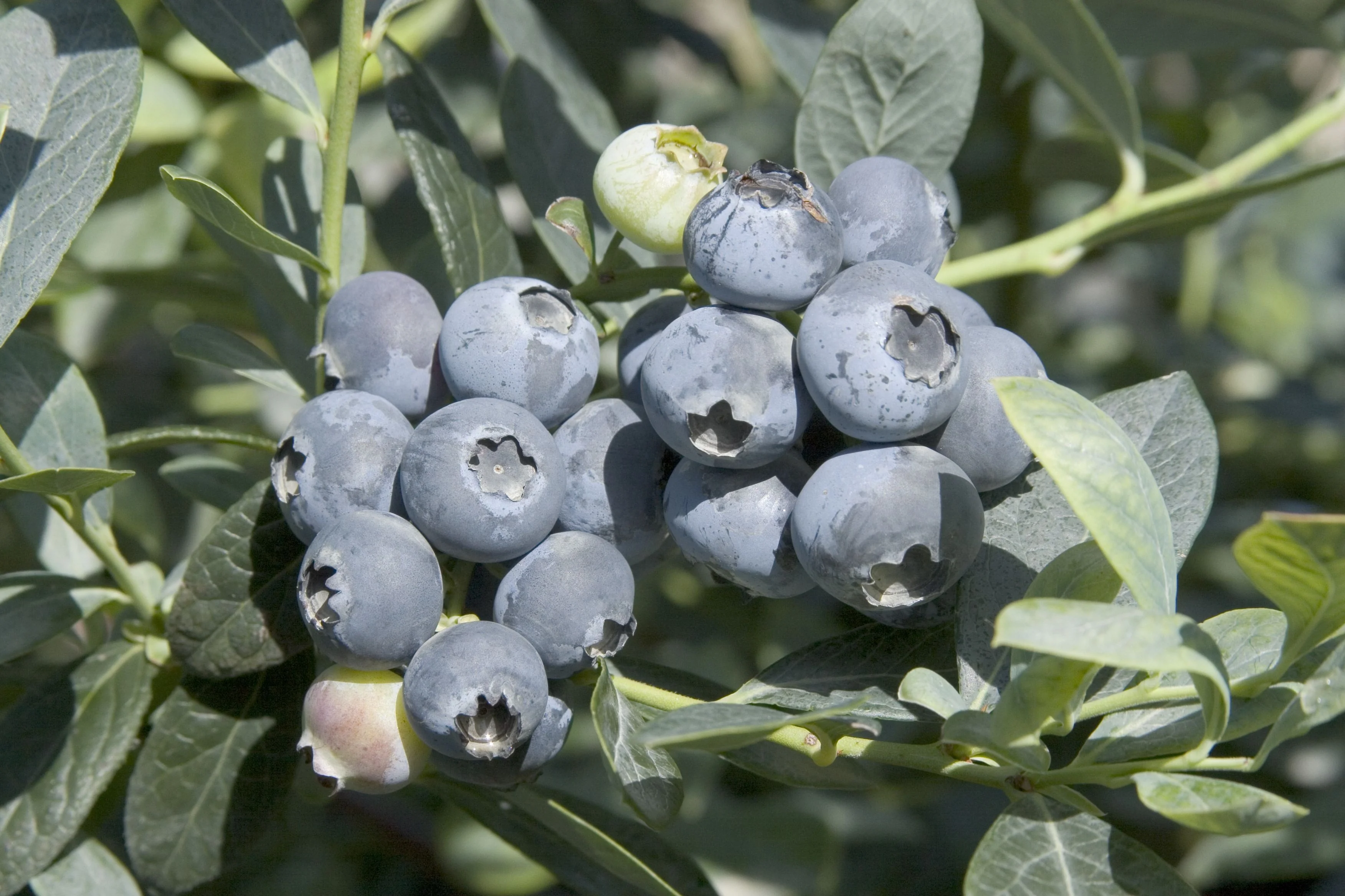 Close-up of ripe and ripening blueberries on Misty Early Season Blueberry (Vaccinium corymbosum 'Misty'), showing clusters of round, dusky-blue fruit with characteristic crown-shaped calyx ends, surrounded by green foliage and stems, demonstrating productive harvest potential.