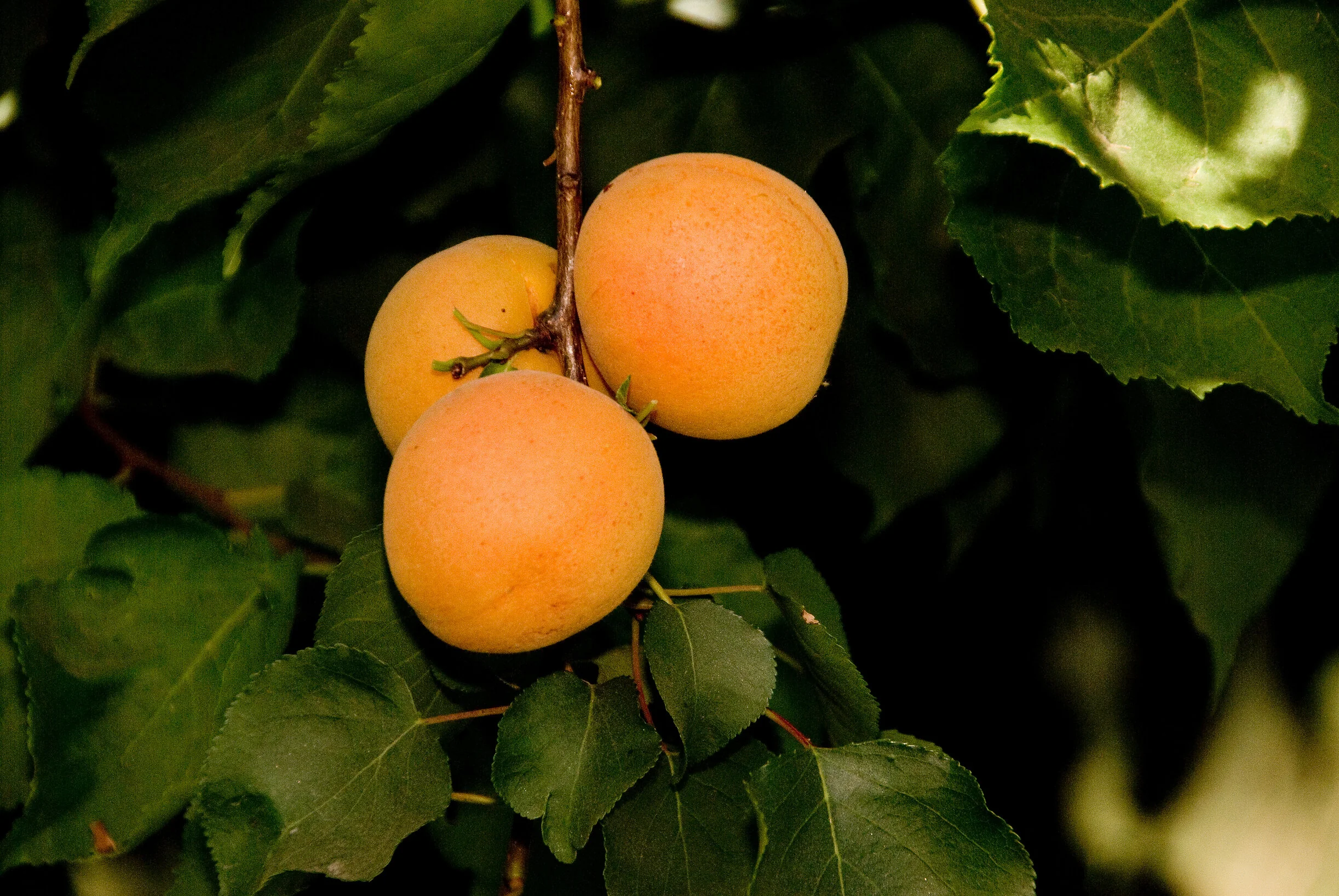 Tropic Gold Apricot, Prunus armeniaca 'Tropic Gold', Monrovia Plant