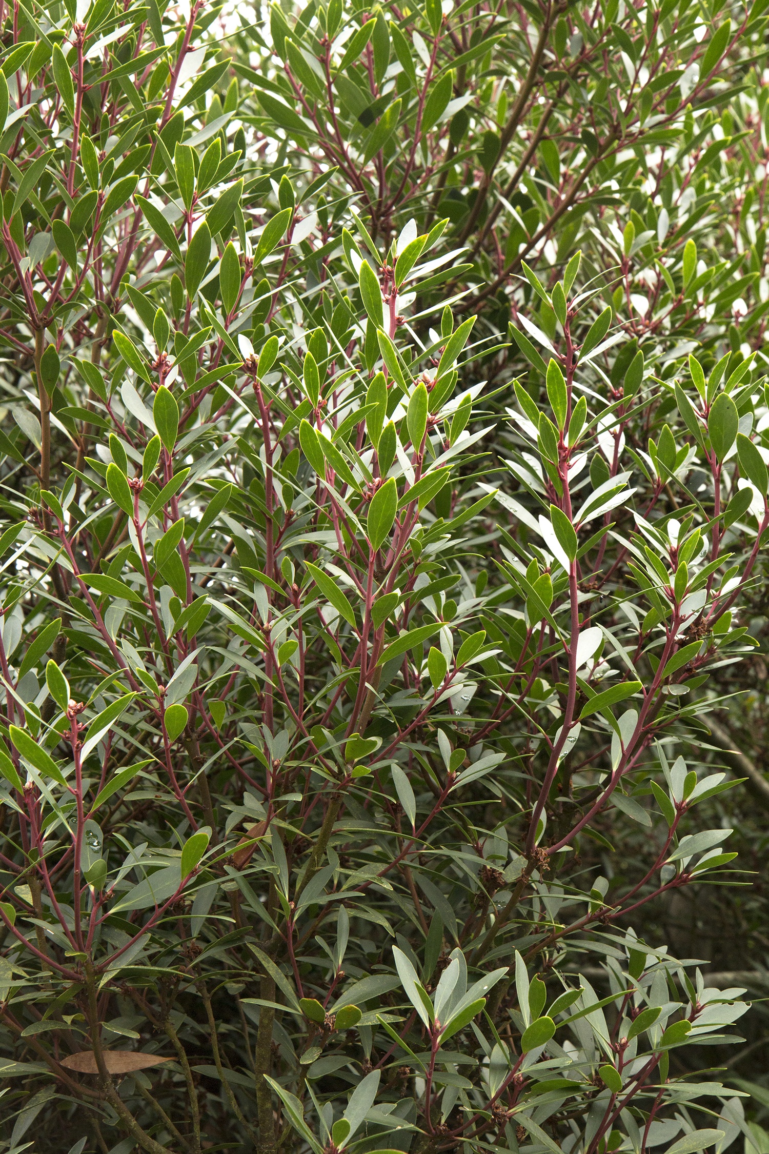 Mountain Pepper, Drimys lanceolata, Monrovia Plant
