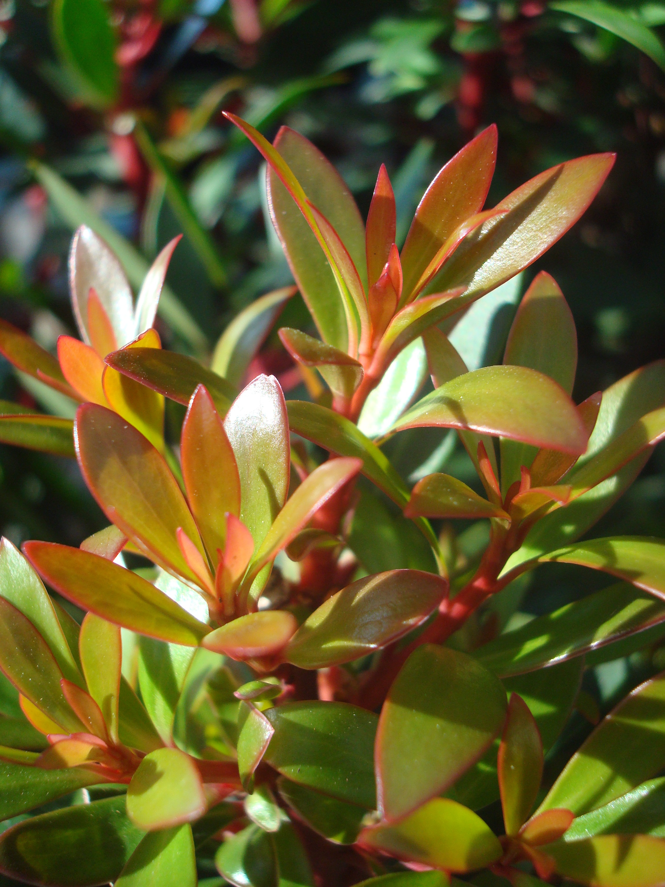 1巻 赤色＋1巻 Wood＋3巻 ミリダリーグリーン+1巻カーキ1.75mm Mountain Pepper, Drimys lanceolata, Monrovia Plant