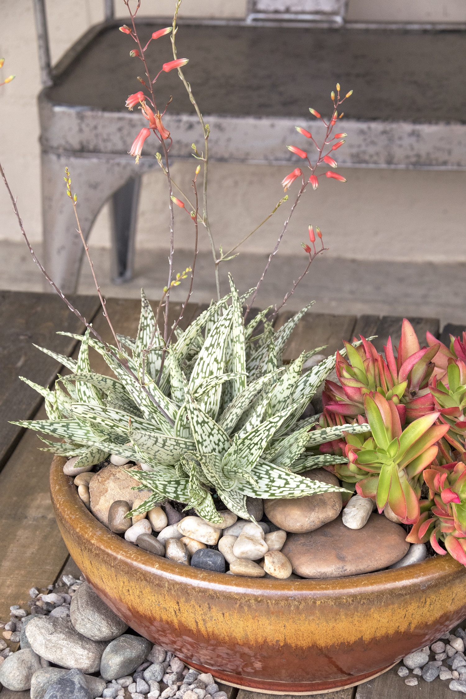 Retro Succulents Guido Aloe, Aloe 'Guido', Monrovia Plant