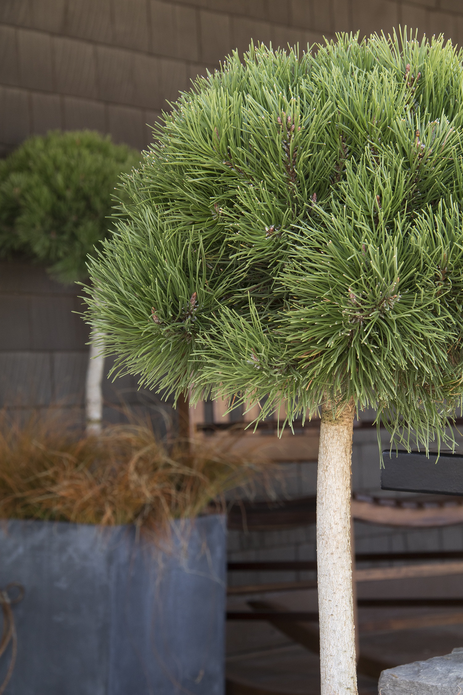 Monrovia Mugo Pine - Thumbnail 4