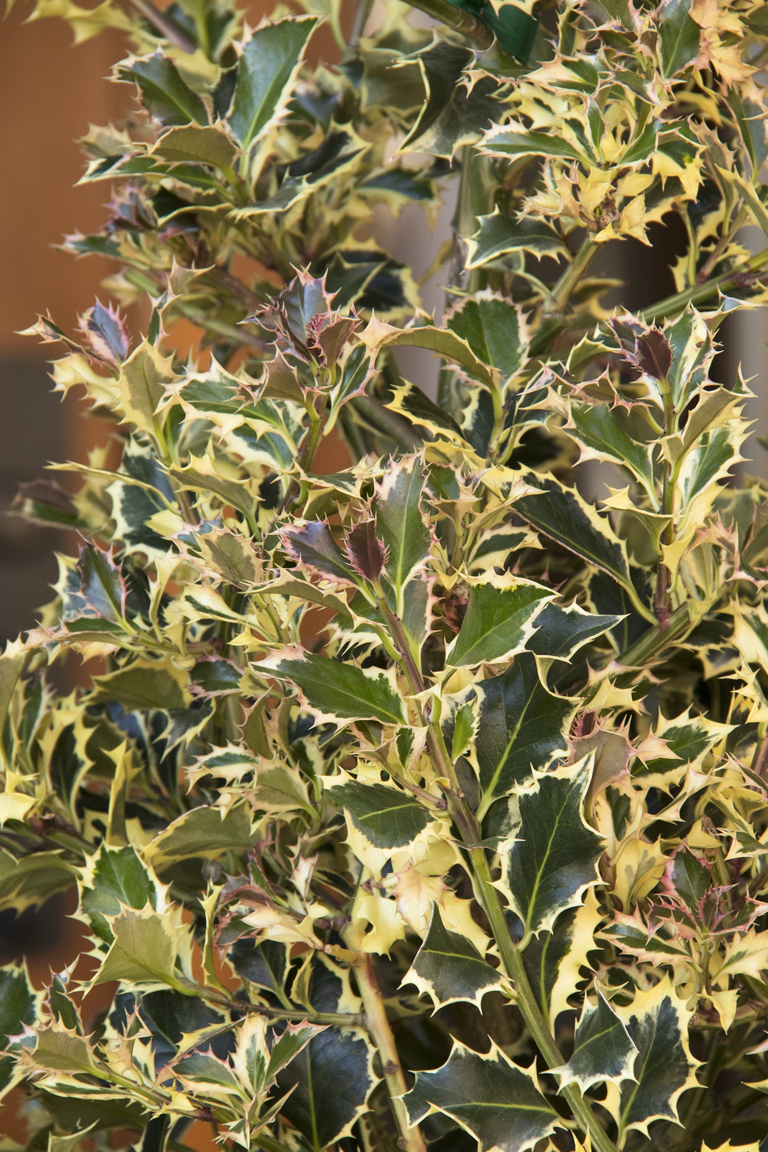 Variegated English Holly, Ilex aquifolium 'Argentea Marginata'