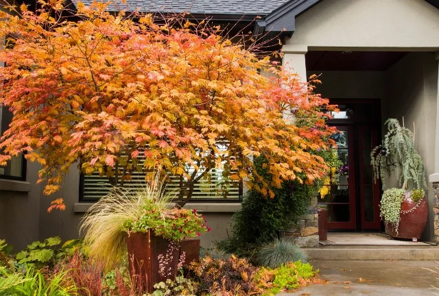 Jerry Pavia / GAP Photos