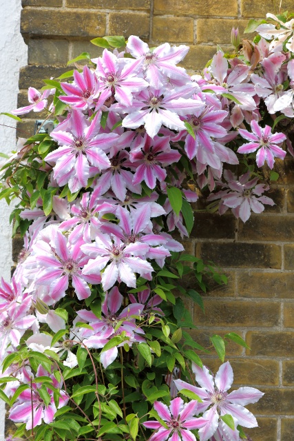Nelly Moser Clematis, Clematis x 'Nelly Moser', Monrovia Plant