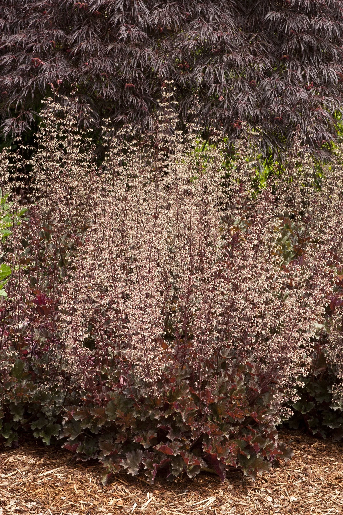 Heuchera 'Crimson Curls' in full bloom displays deep burgundy ruffled foliage with masses of tiny cream-colored flowers on delicate stems, shown in a garden border with dark-leafed backdrop to demonstrate mature flowering habit.