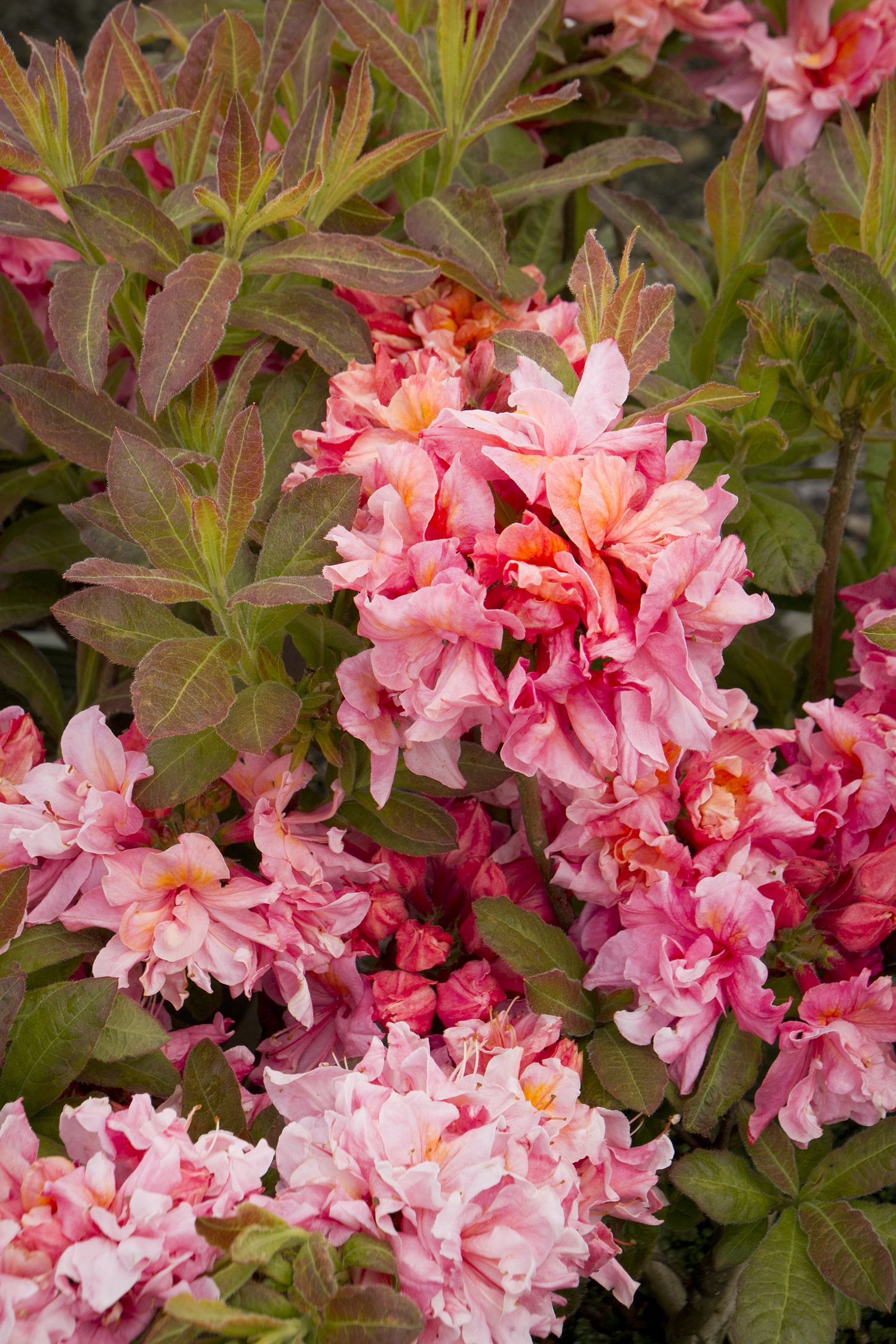 Sunset Pink Azalea, Azalea x 'Sunset Pink' (Exbury Hybrid