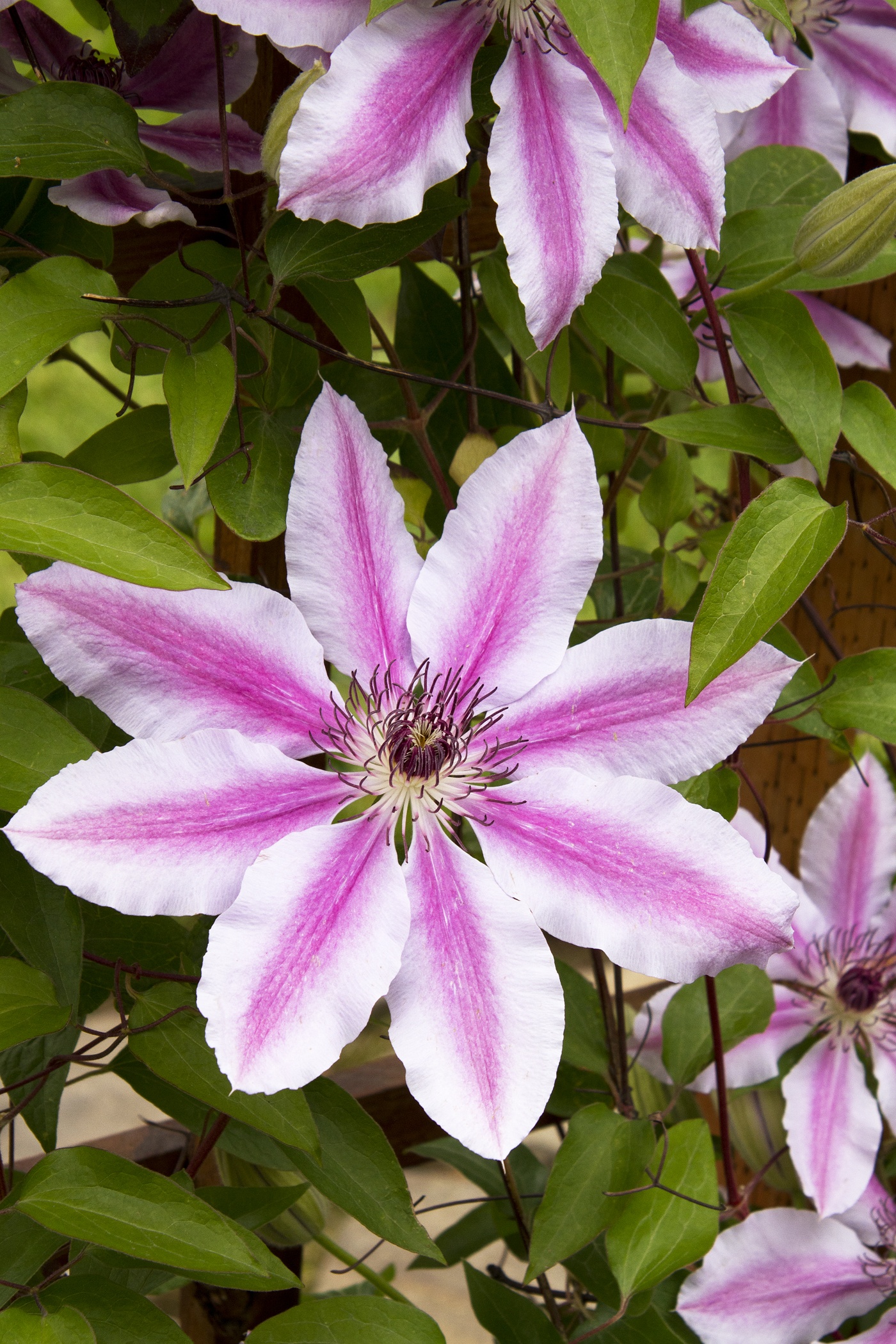 Nelly Moser Clematis, Clematis x 'Nelly Moser', Monrovia Plant