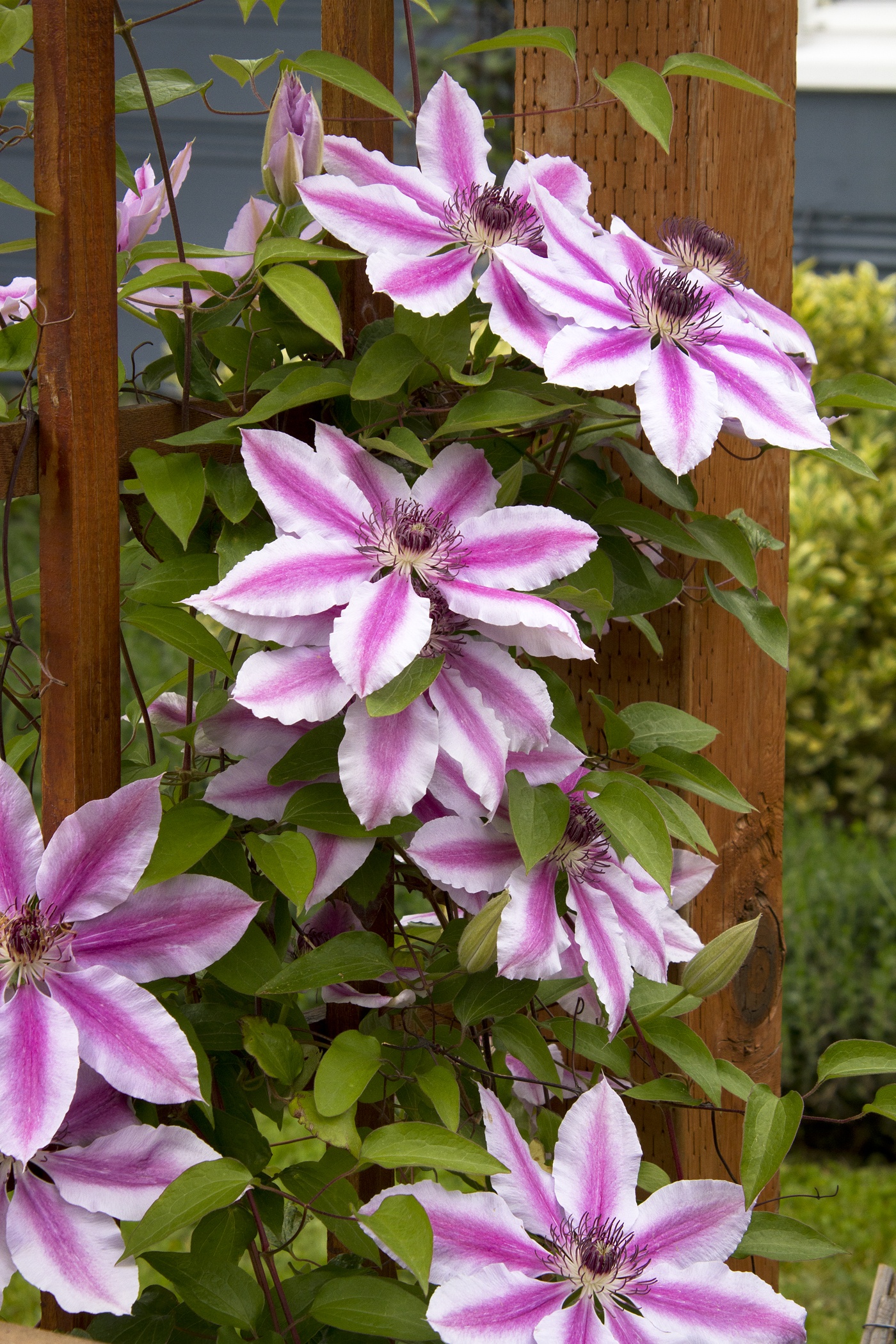 Nelly Moser Clematis, Clematis x 'Nelly Moser', Monrovia Plant