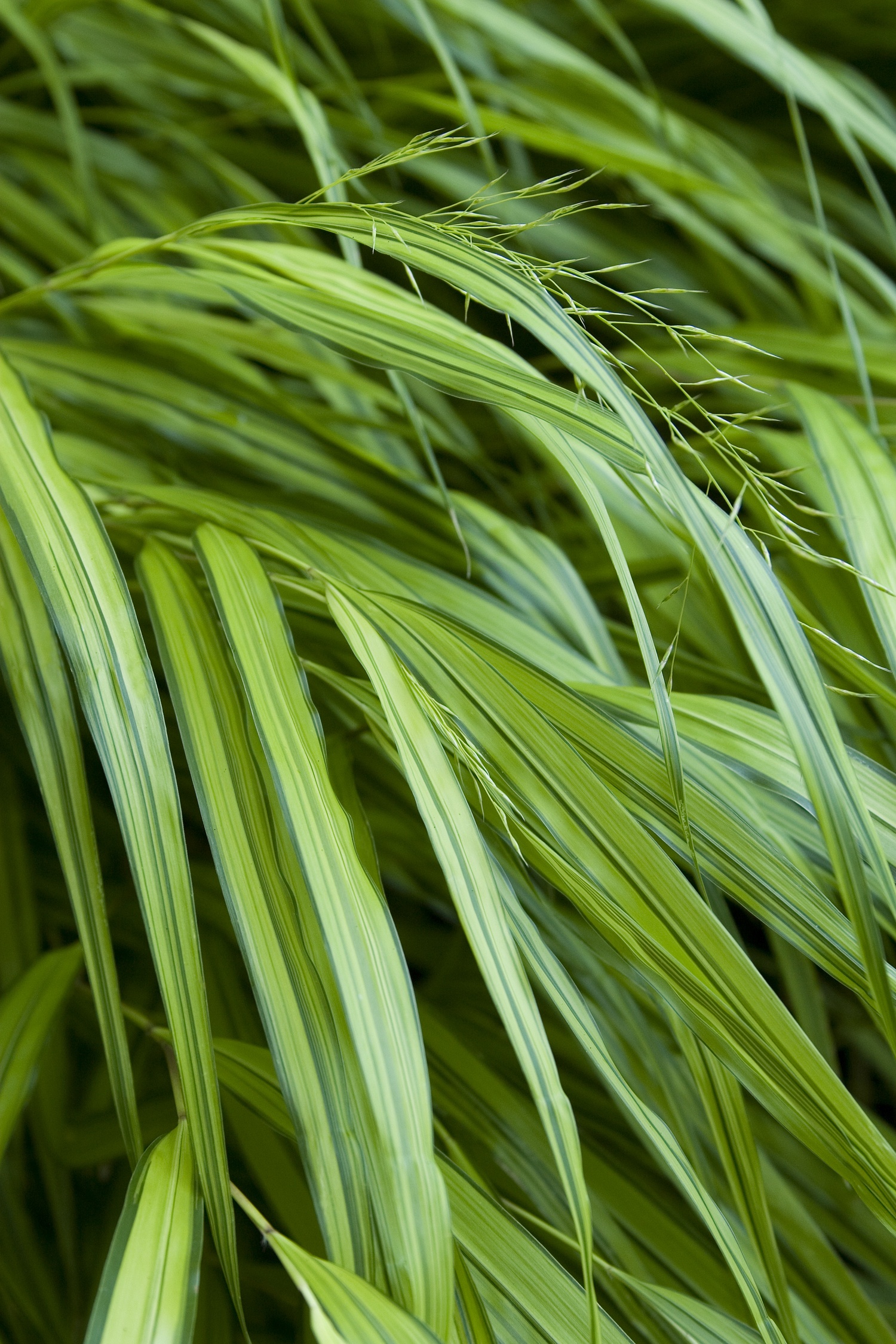 Monrovia Japanese Forest Grass