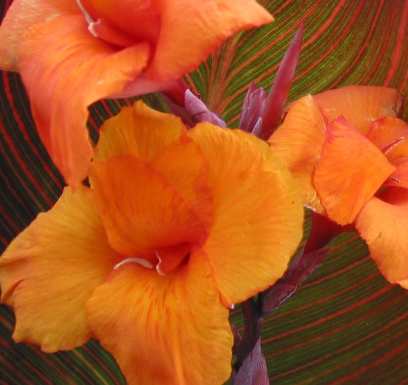 Tropicanna® Canna, Canna indica 'Phasion', Monrovia Plant