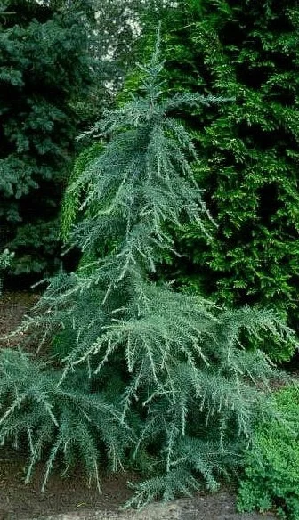 Arboretum Trompenburg