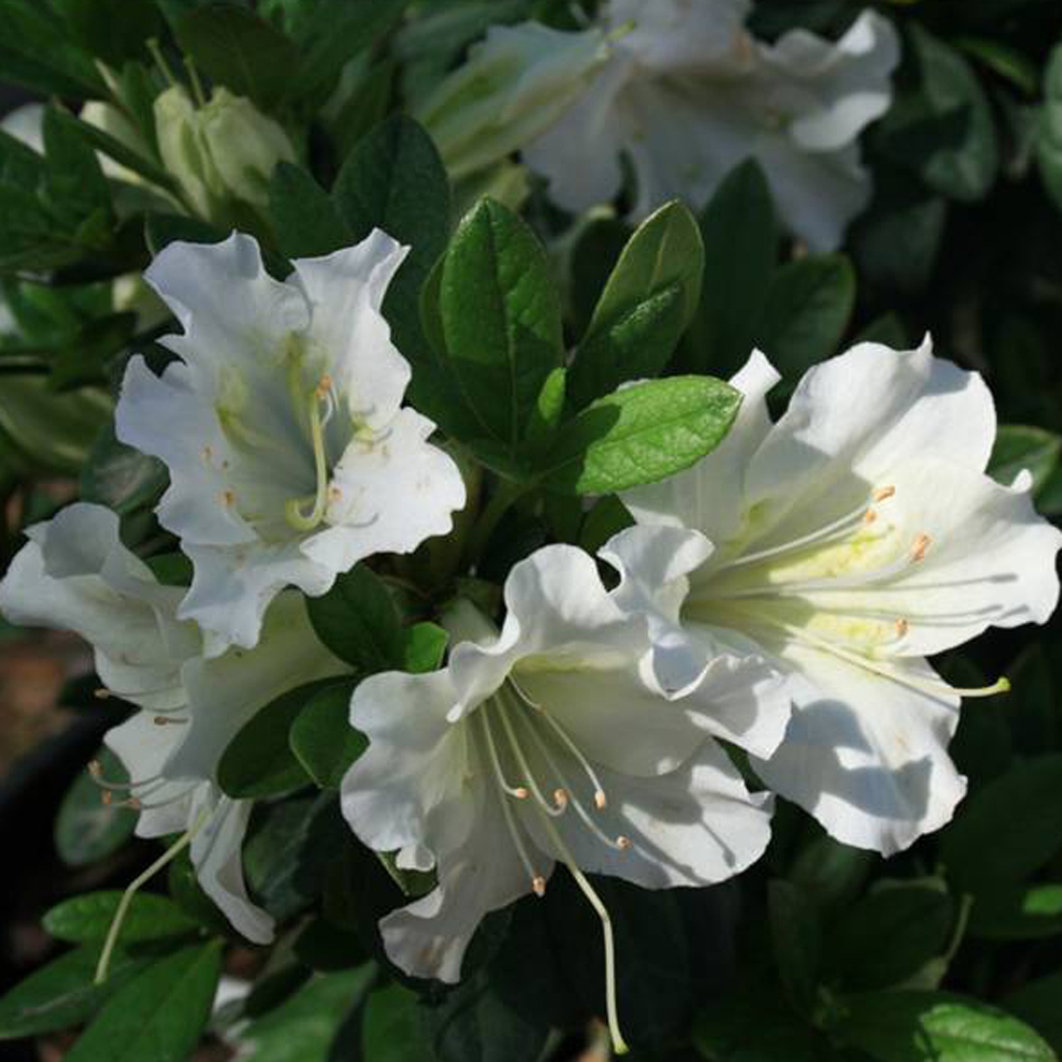 Bloom-A-Thon® White Reblooming Azalea, Monrovia Plant