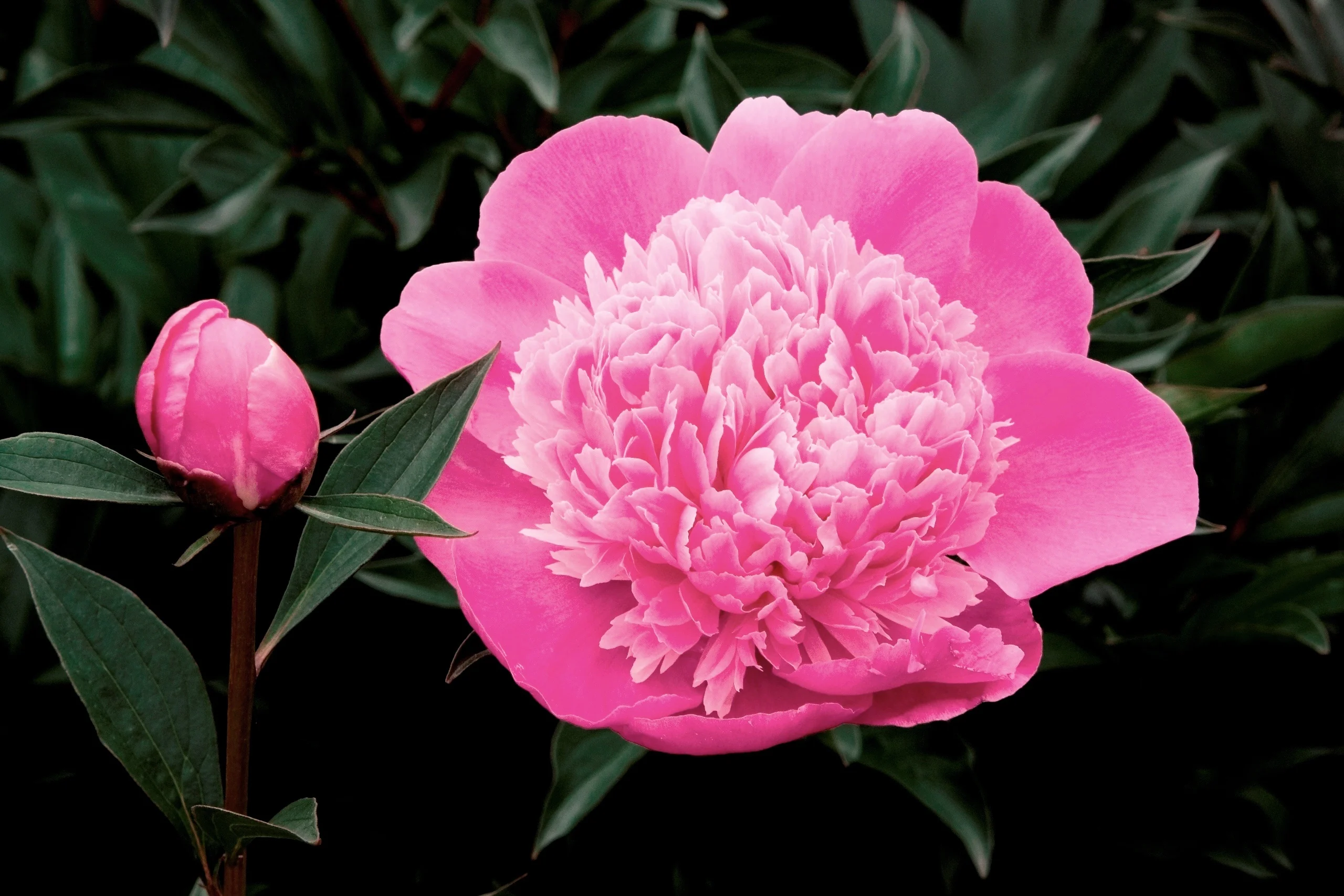 Bright pink double peony 'Madame Emile Debatene' in full bloom, with densely layered petals in shades of hot pink and lighter pink, flanked by a closed bud and dark green foliage, demonstrating the variety's full flowering form.