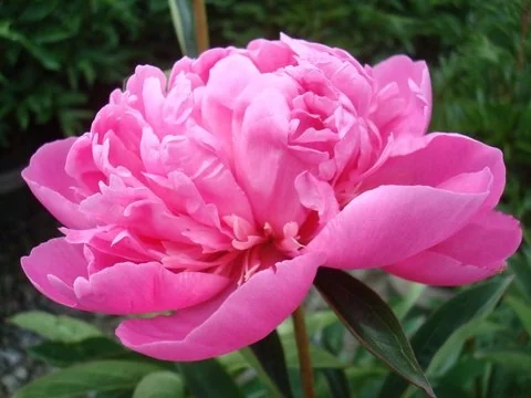 Close-up of a fully double peony bloom with densely layered, ruffled bright pink petals forming a full, rounded flower head. Green foliage and unopened buds visible in the soft-focus background, showing the mature bloom stage of Paeonia 'Madame Emile Debatene'.