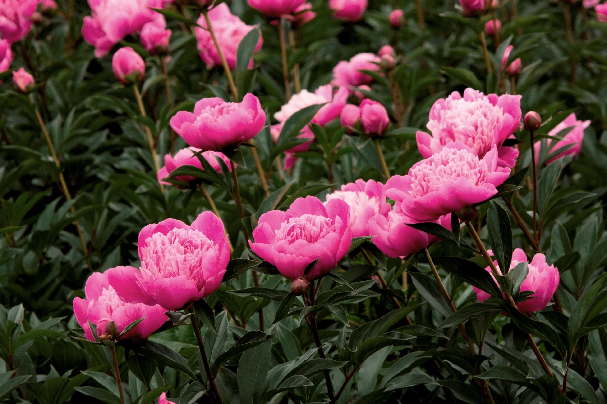 Bright magenta double peonies with full, ruffled petals bloom among dark green foliage on brown stems, showing mature flowers and buds in a garden planting to demonstrate the variety's full double bloom form.