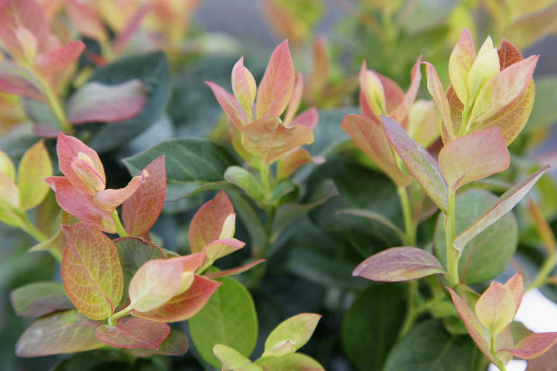Peach Sorbet® Blueberry, Vaccinium corymbosum 'ZF06-043' PP #23,325