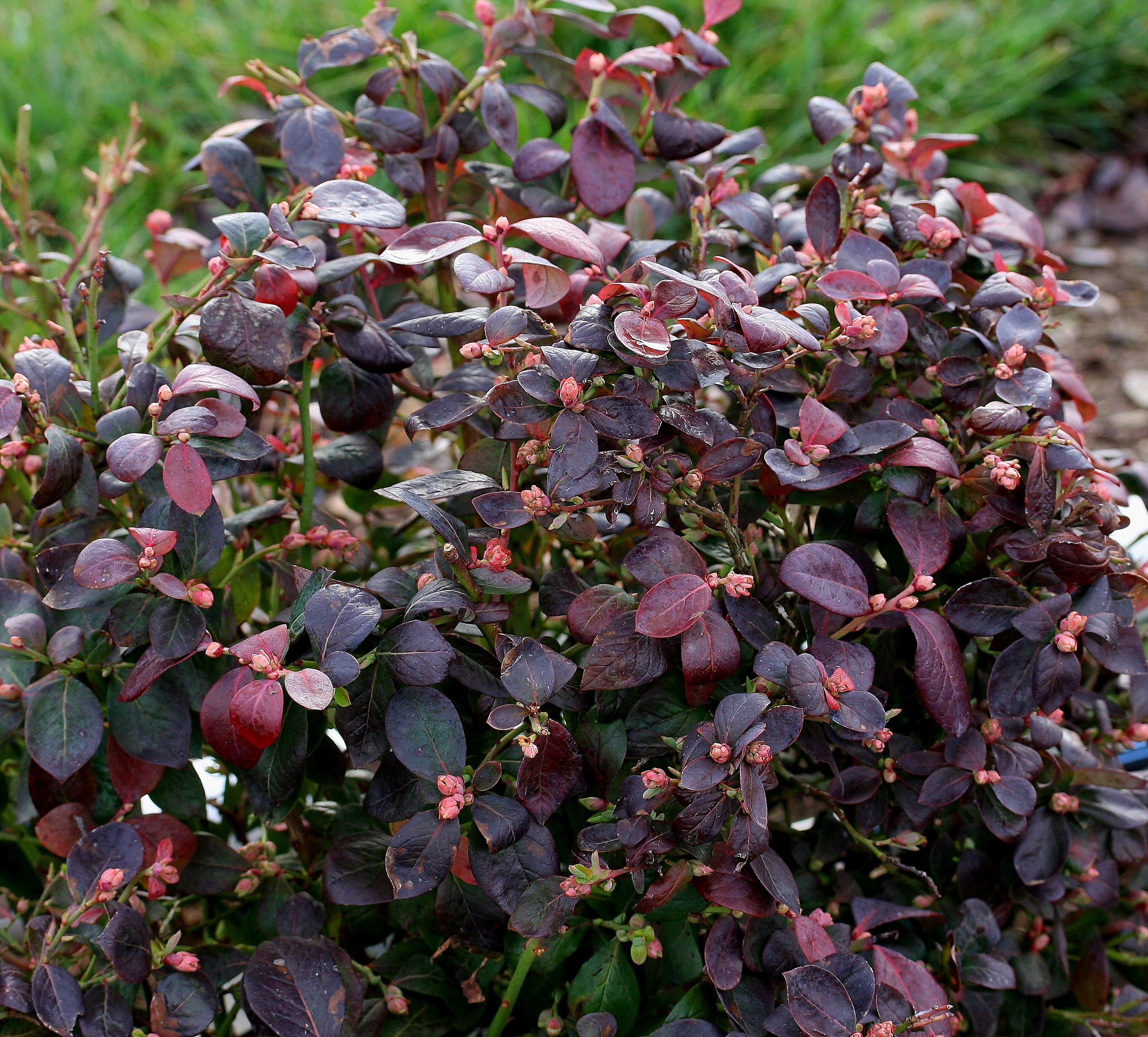 Peach Sorbet® Blueberry, Vaccinium corymbosum 'ZF06-043' PP #23,325