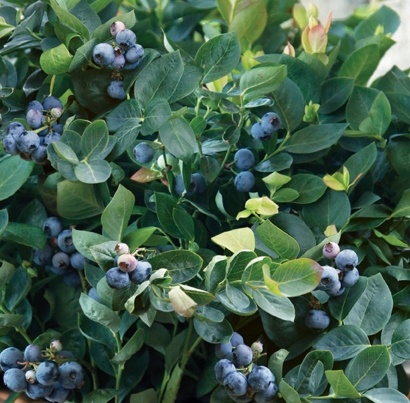 Peach Sorbet® Blueberry, Vaccinium corymbosum 'ZF06-043' PP #23,325