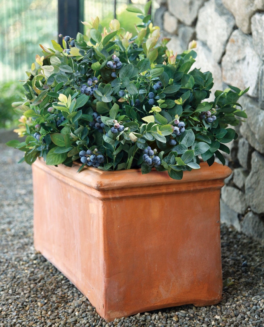 Peach Sorbet® Blueberry, Vaccinium corymbosum 'ZF06-043' PP #23,325