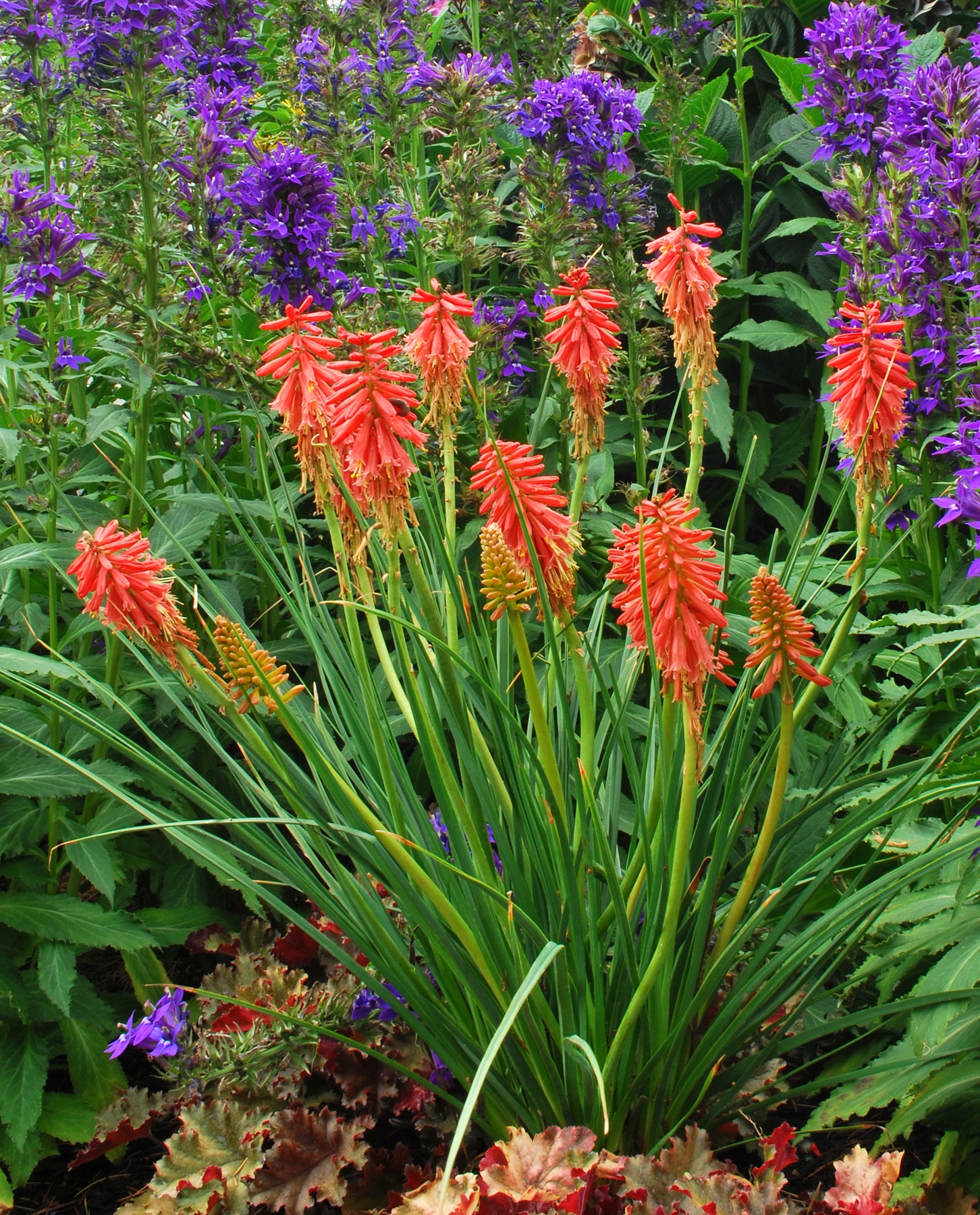 Redhot Popsicle Dwarf Poker, Kniphofia hybrid 'Redhot Popsicle' PP
