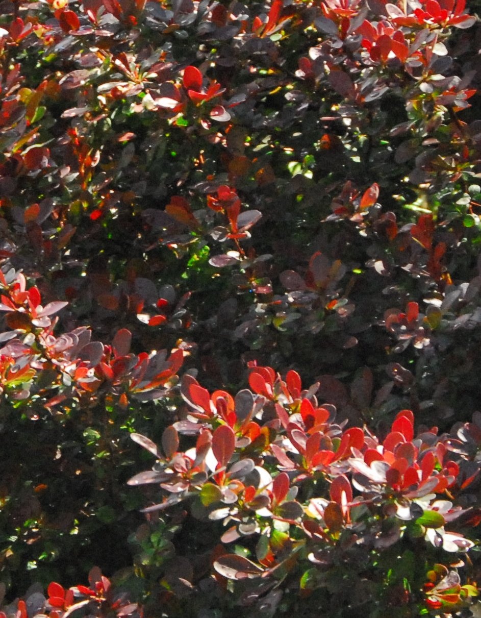 Crimson Pygmy Dwarf Japanese Barberry, Monrovia Plant