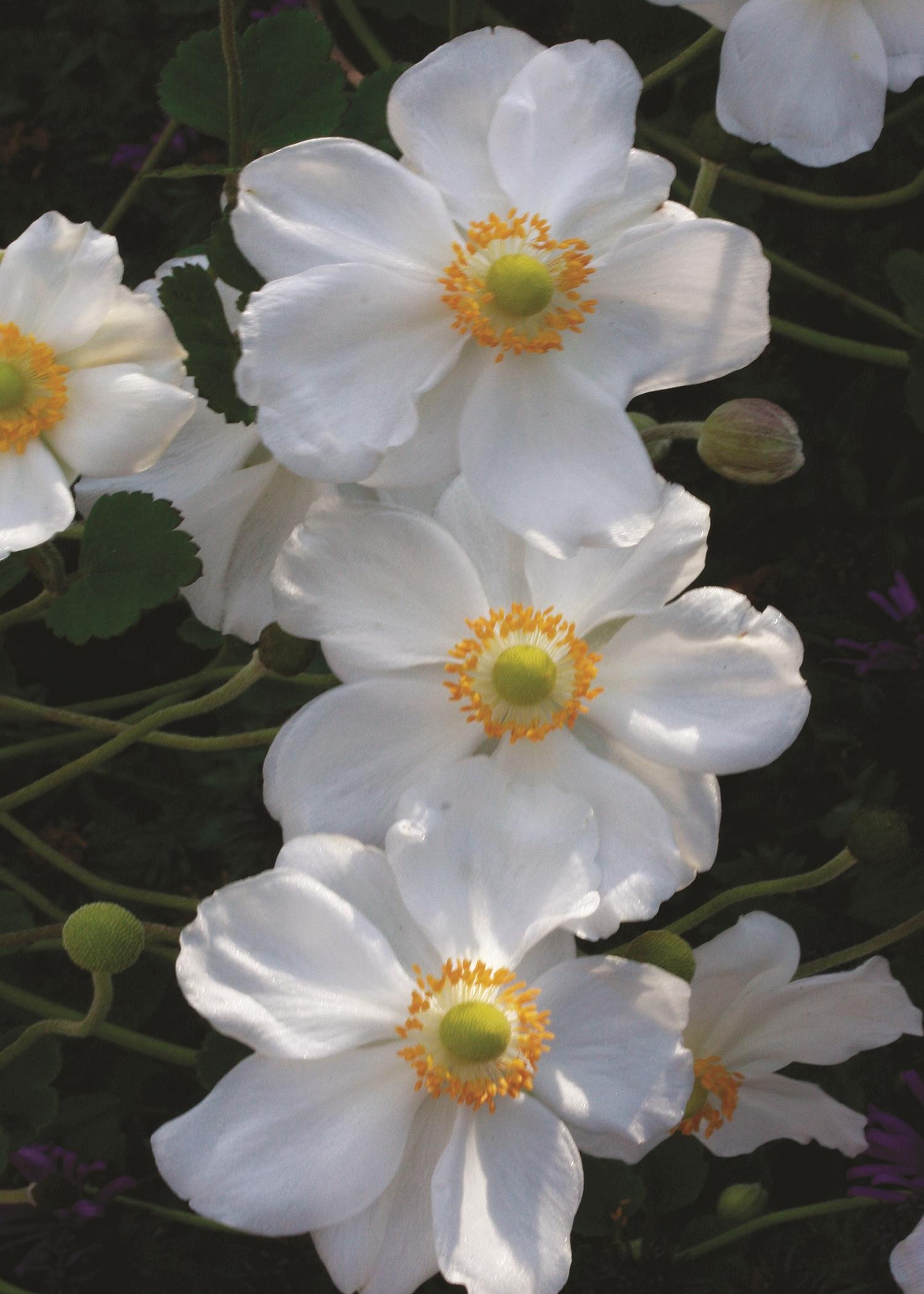 Honorine Jobert Japanese Anemone, Anemone x hybrida 'Honorine Jobert'