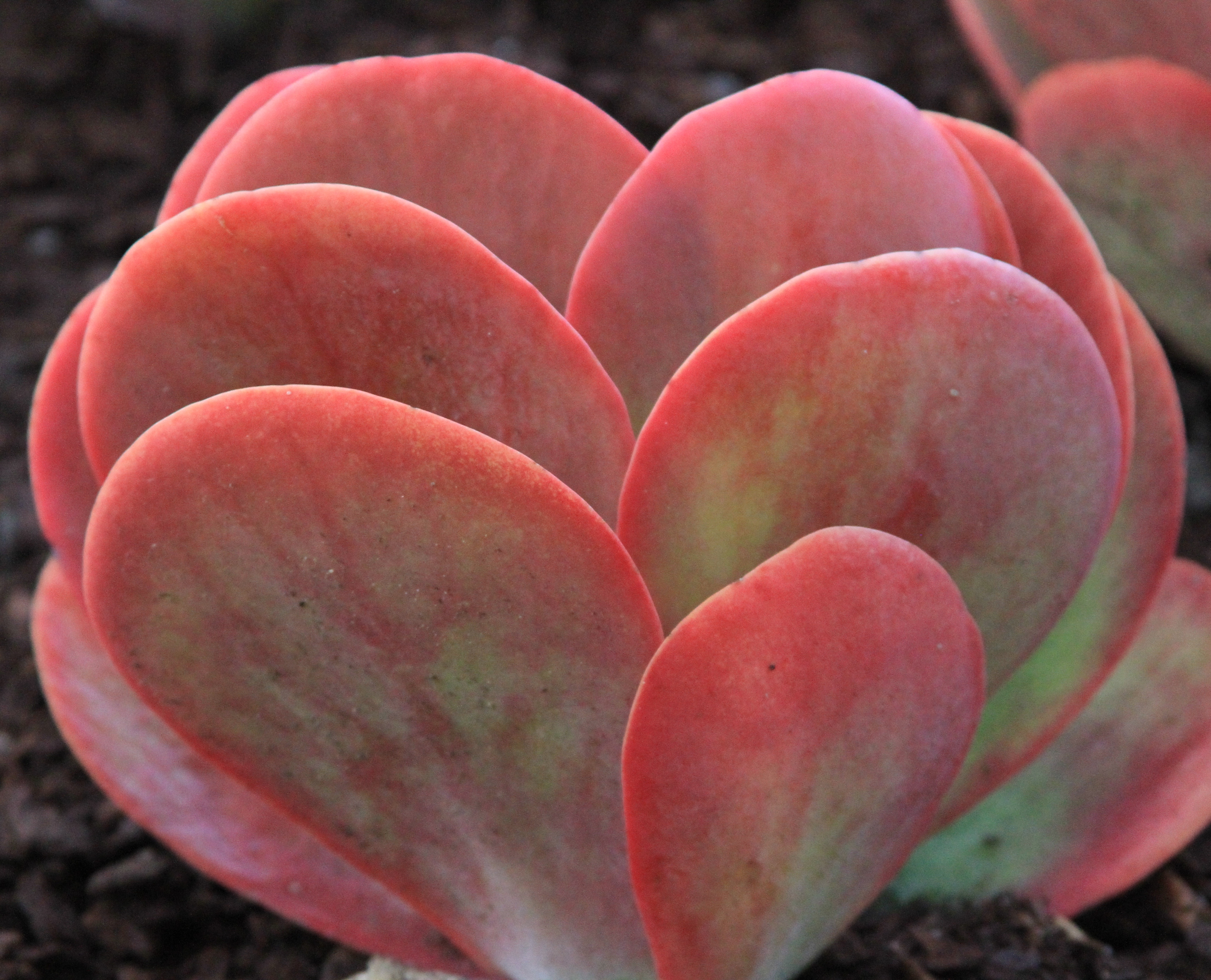 Desert Rose Paddle Plant, Kalanchoe thyrsiflora 'Desert Rose'
