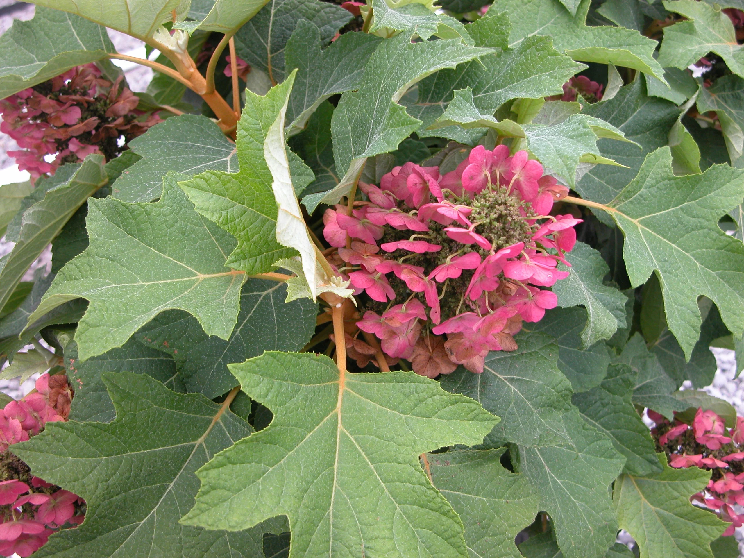 U.S. National Arboretum