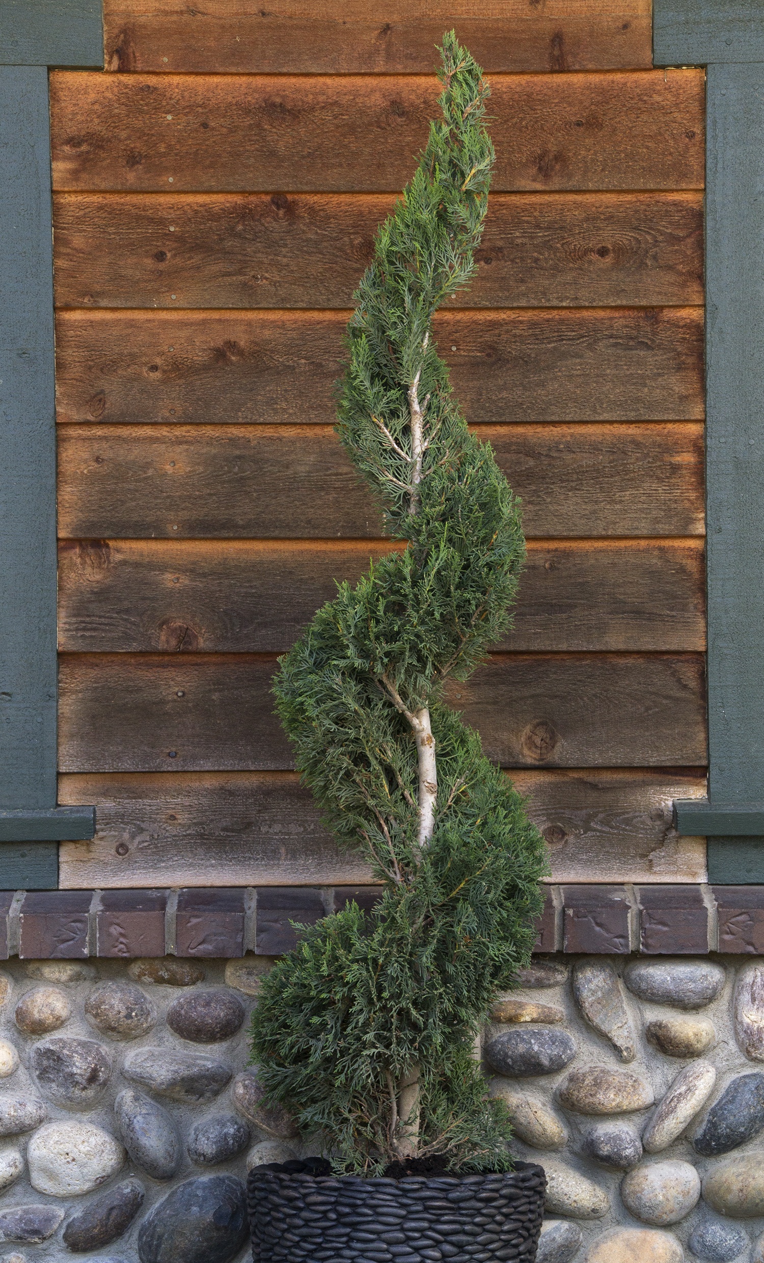 Emerald Isle® Leyland Cypress, x Cupressocyparis leylandii 'Moncal'