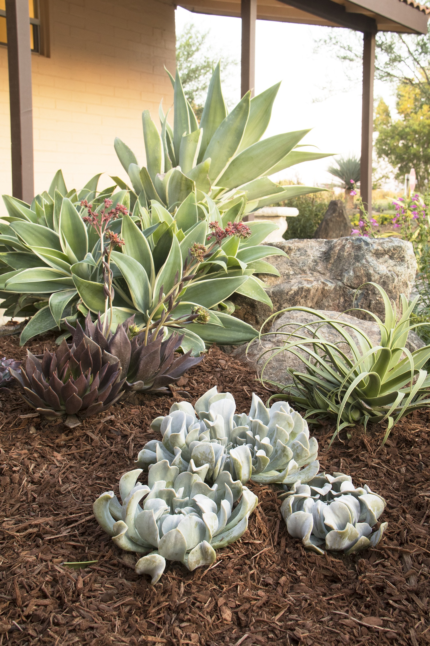 Topsy Turvy Echeveria, Echeveria runyonii 'Topsy Turvy', Monrovia Plant