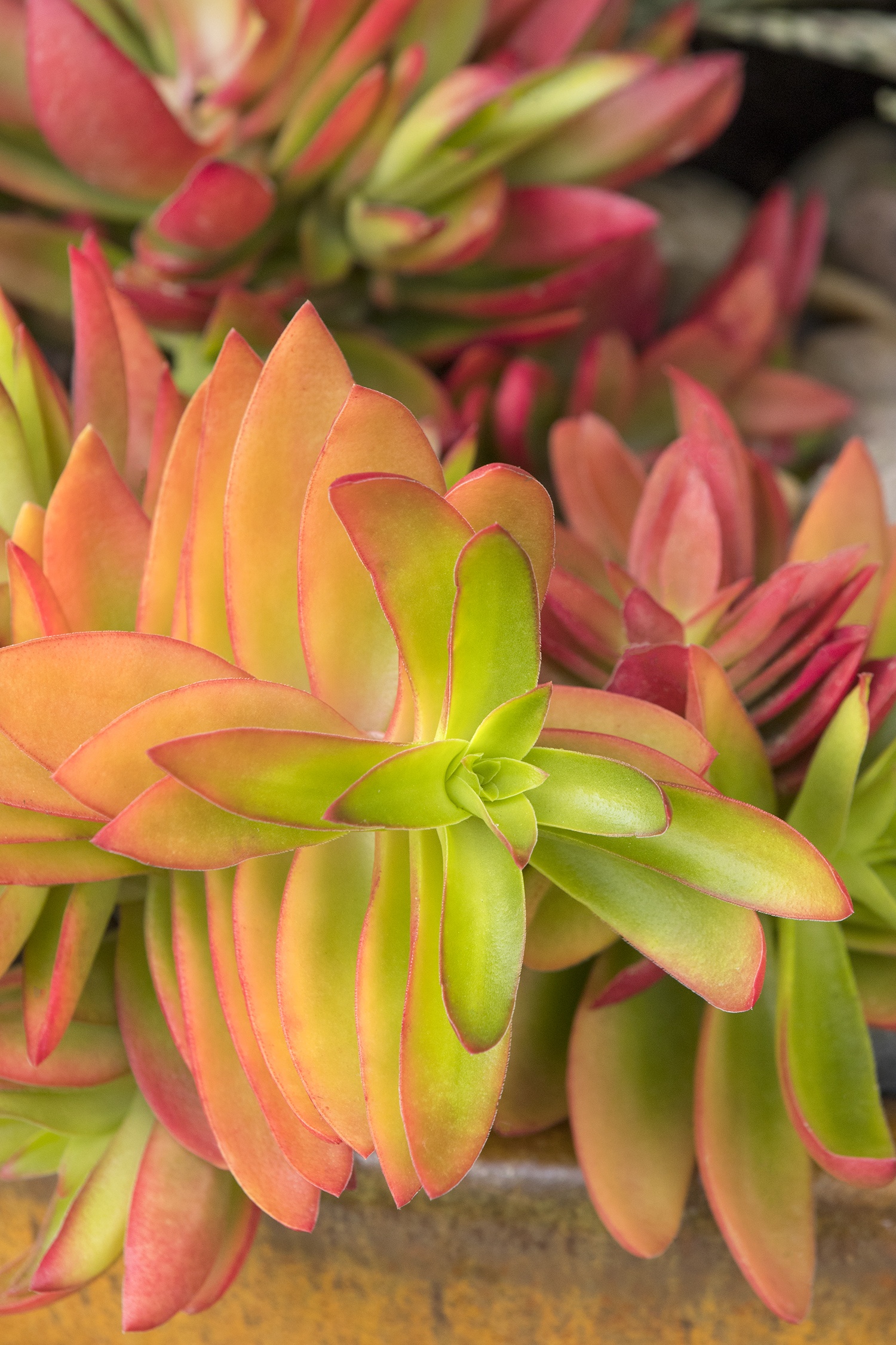 Campfire Crassula, Crassula capitella 'Campfire', Monrovia Plant