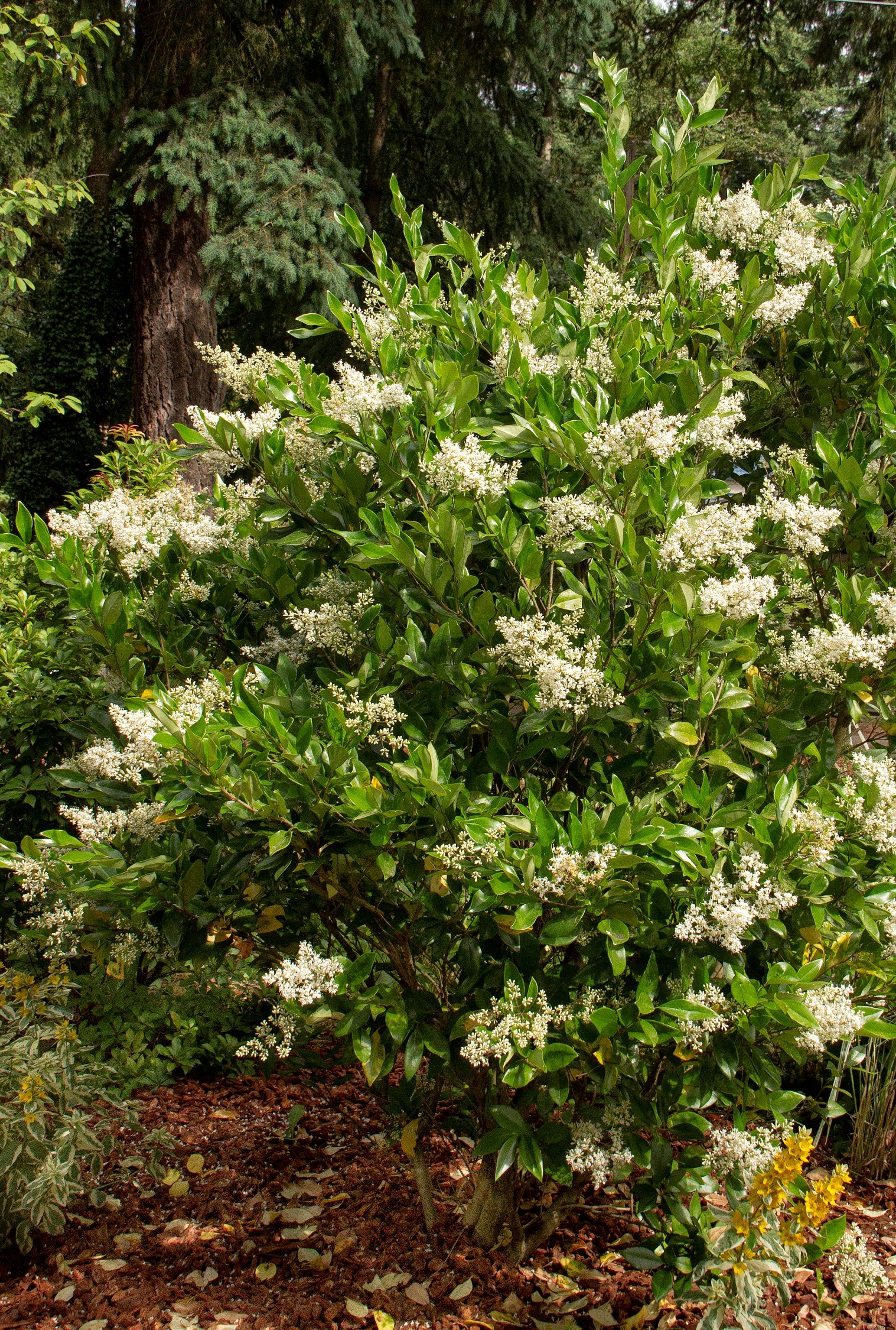 Waxleaf Privet, Ligustrum japonicum 'Texanum', Monrovia Plant
